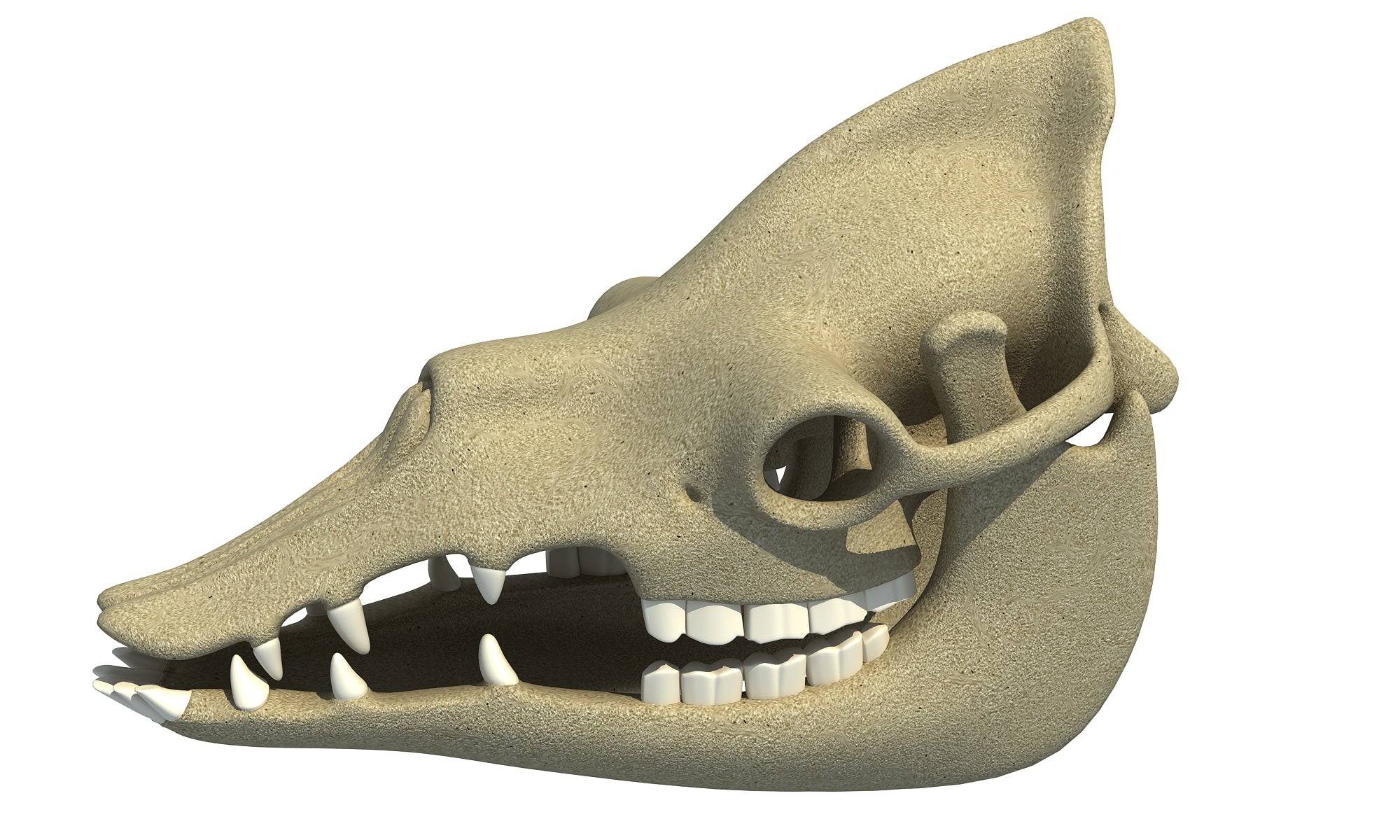 Camel Skull