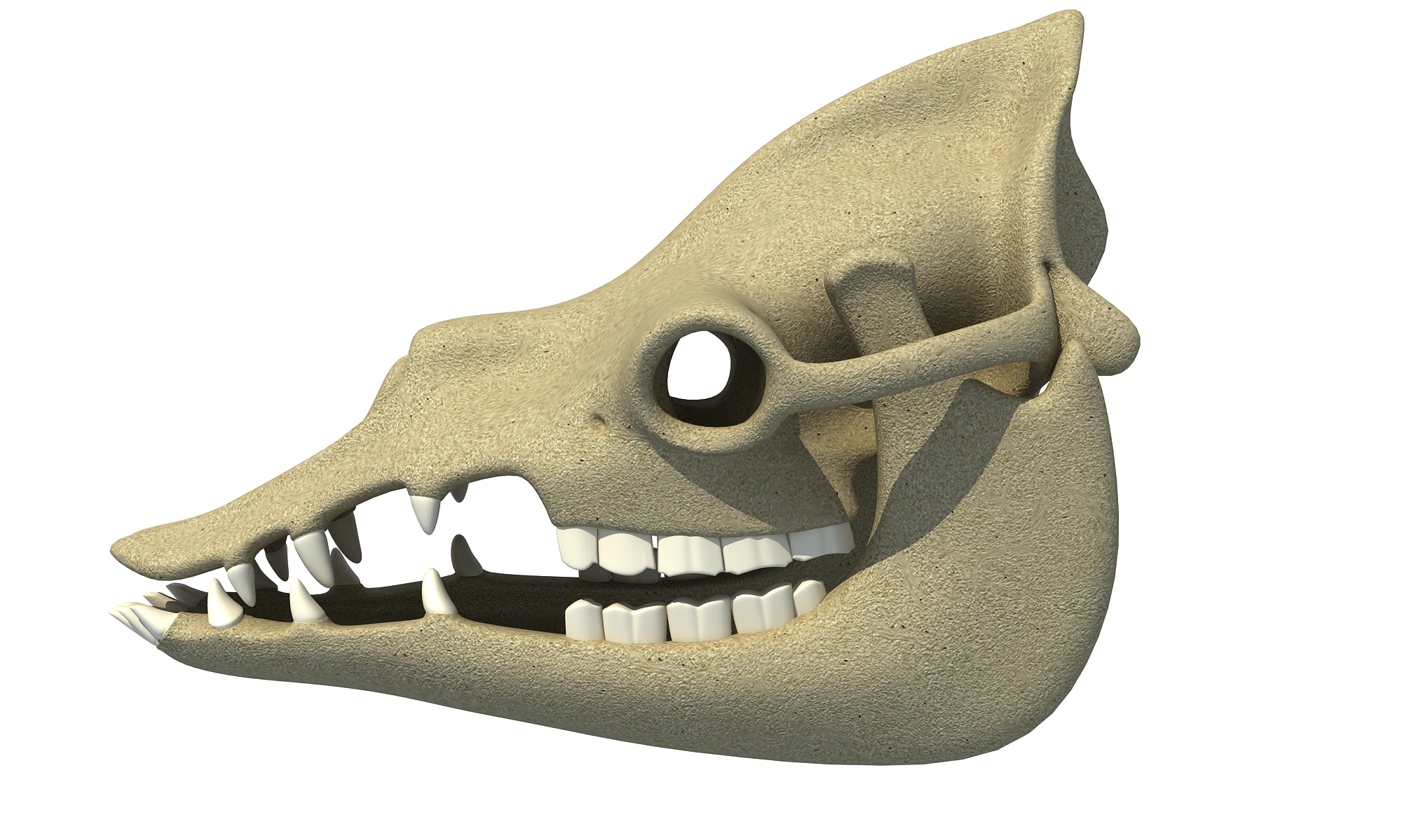 Camel Skull