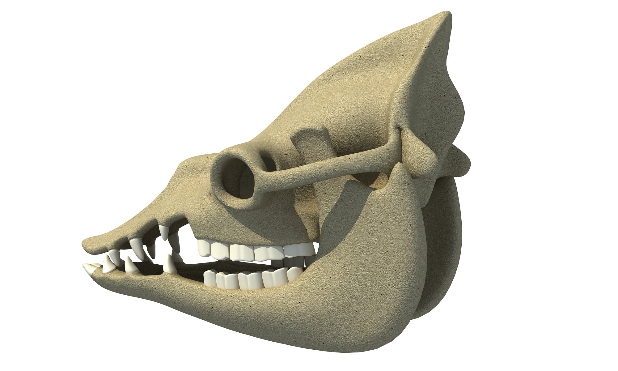 Camel Skull