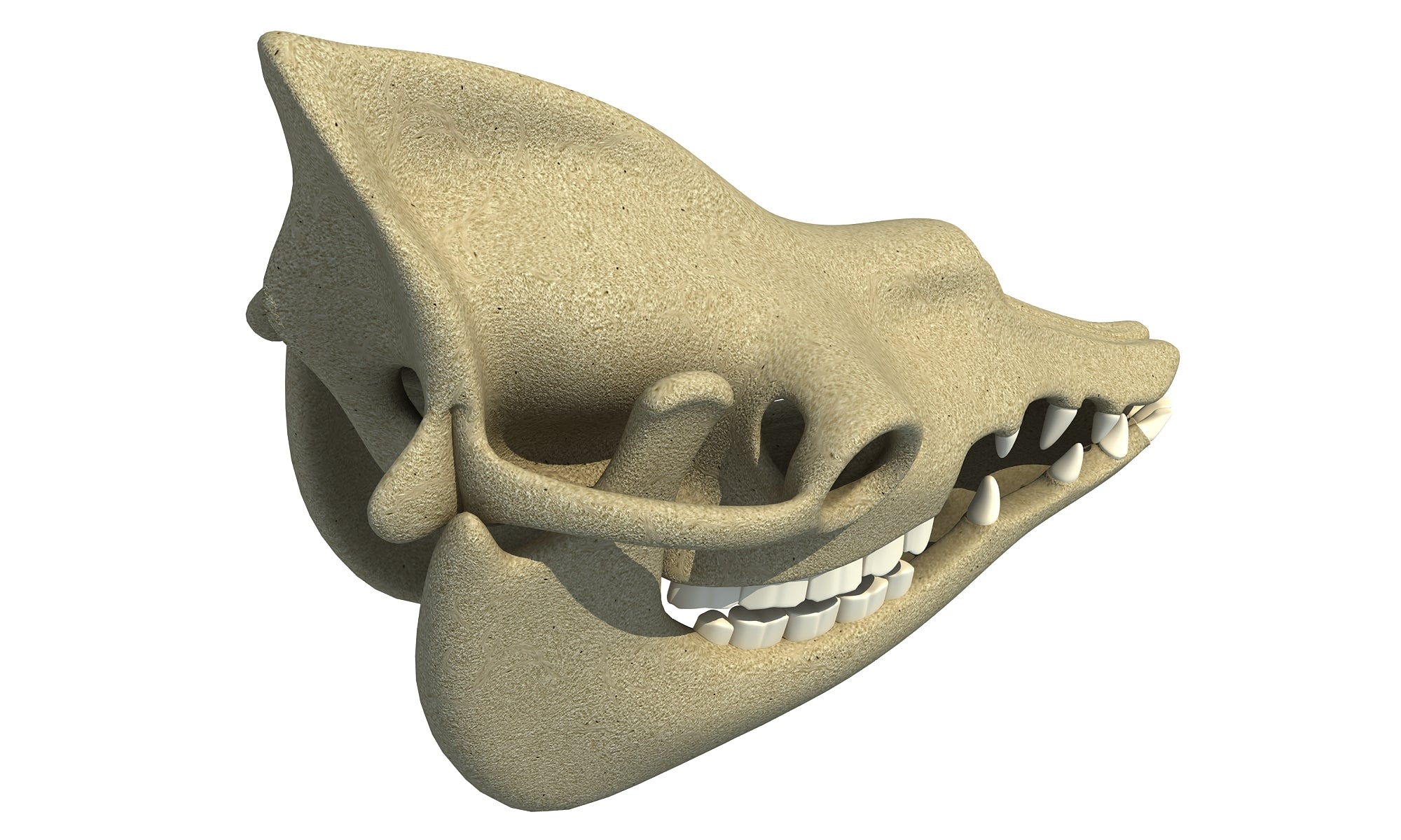 Camel Skull