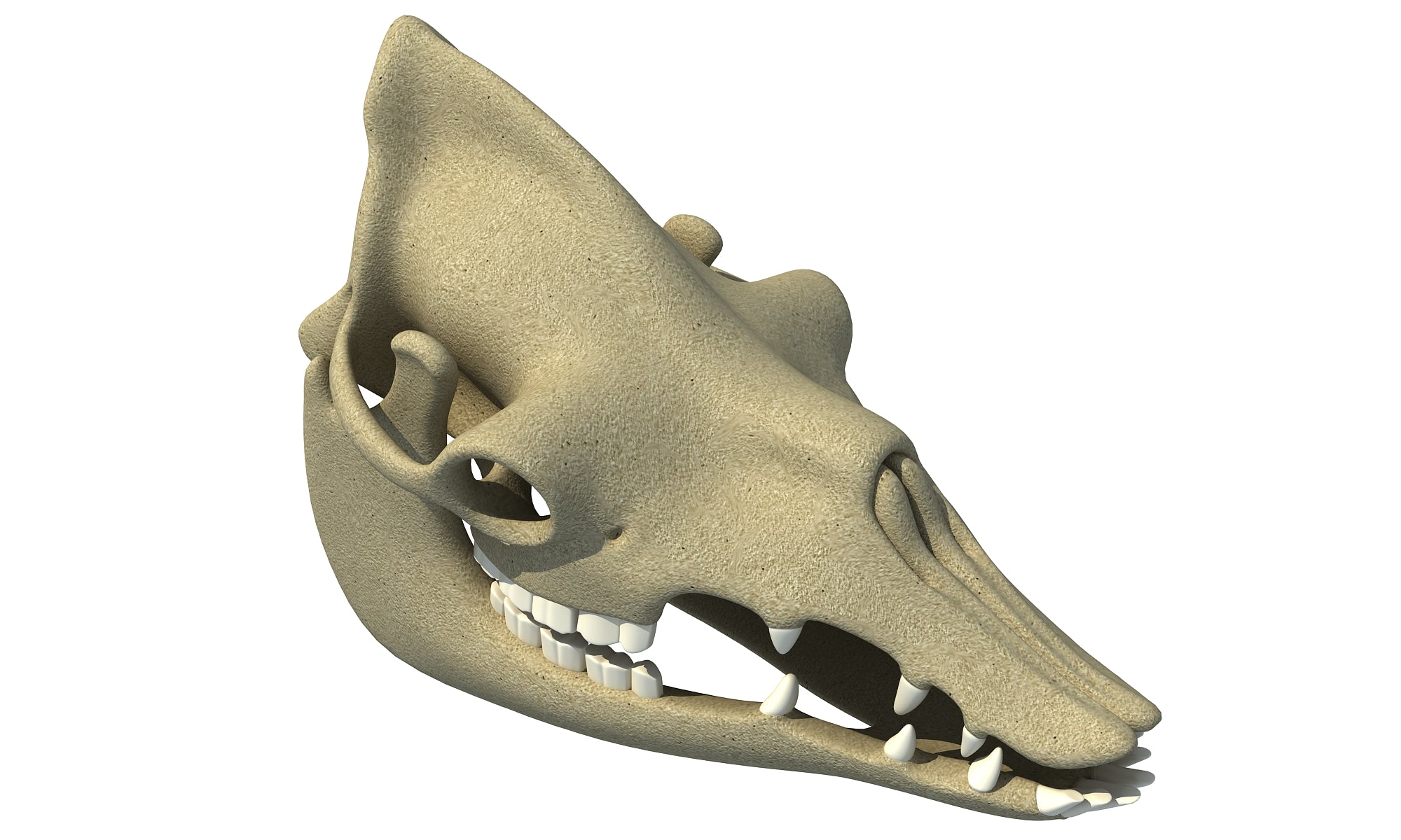 Camel Skull