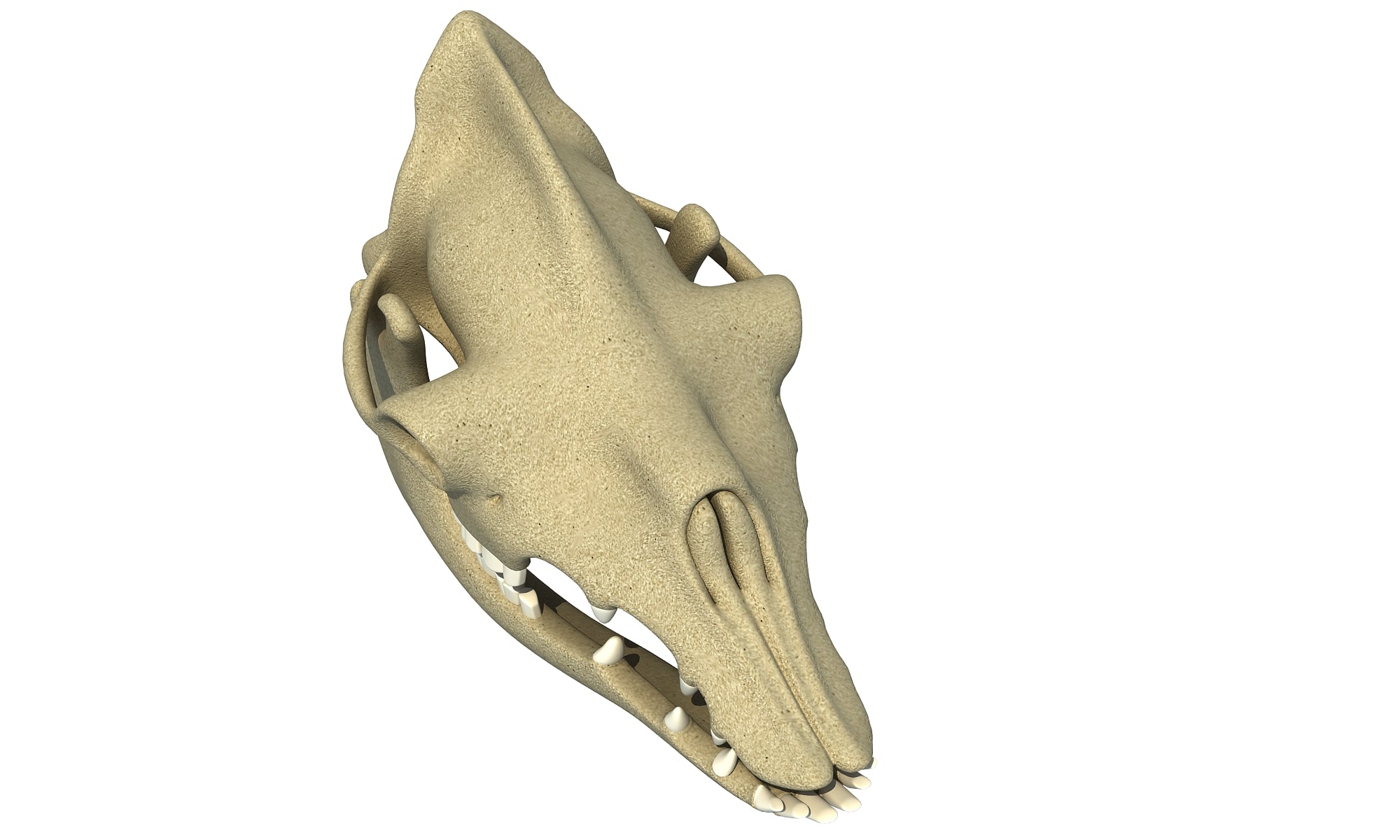 Camel Skull