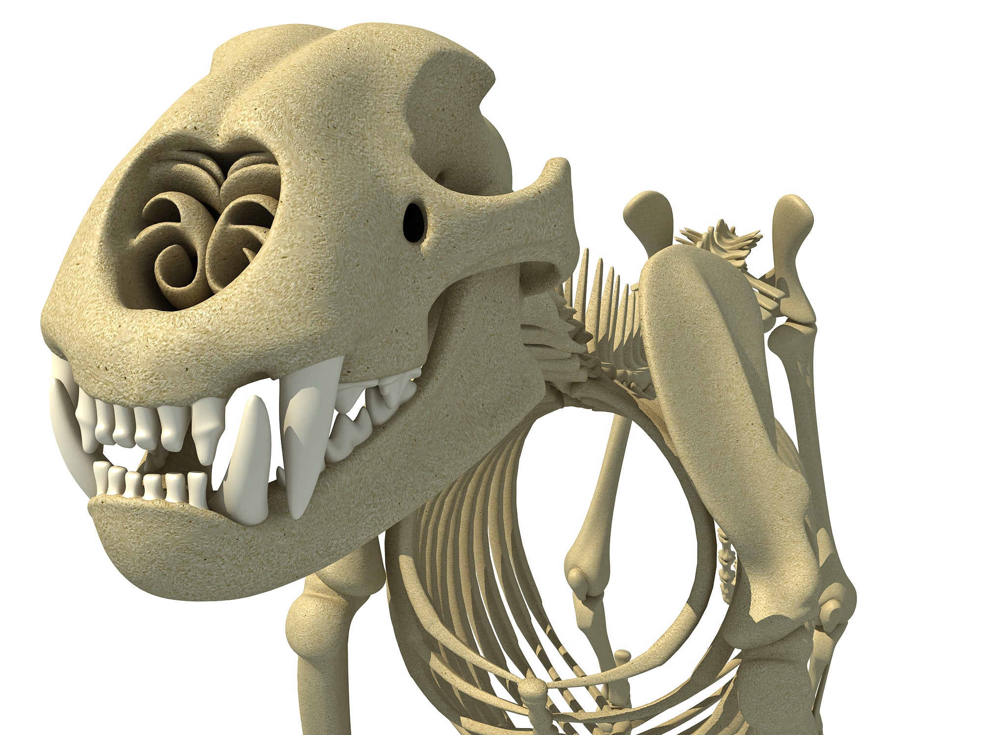 Cheetah Skeleton