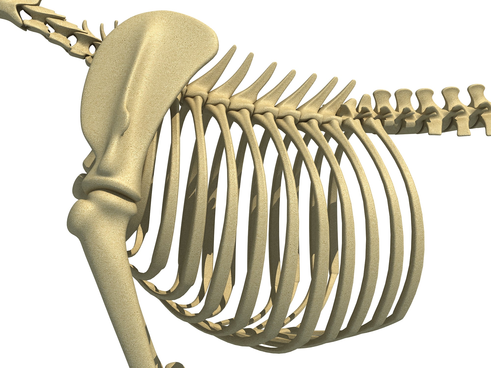 Cheetah Skeleton