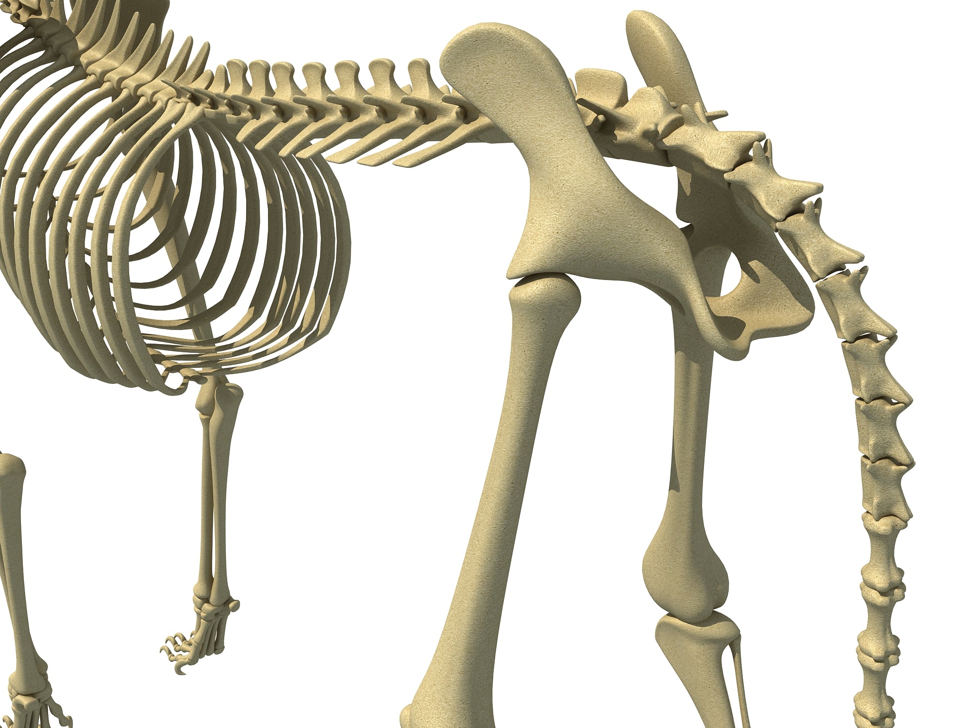 Cheetah Skeleton