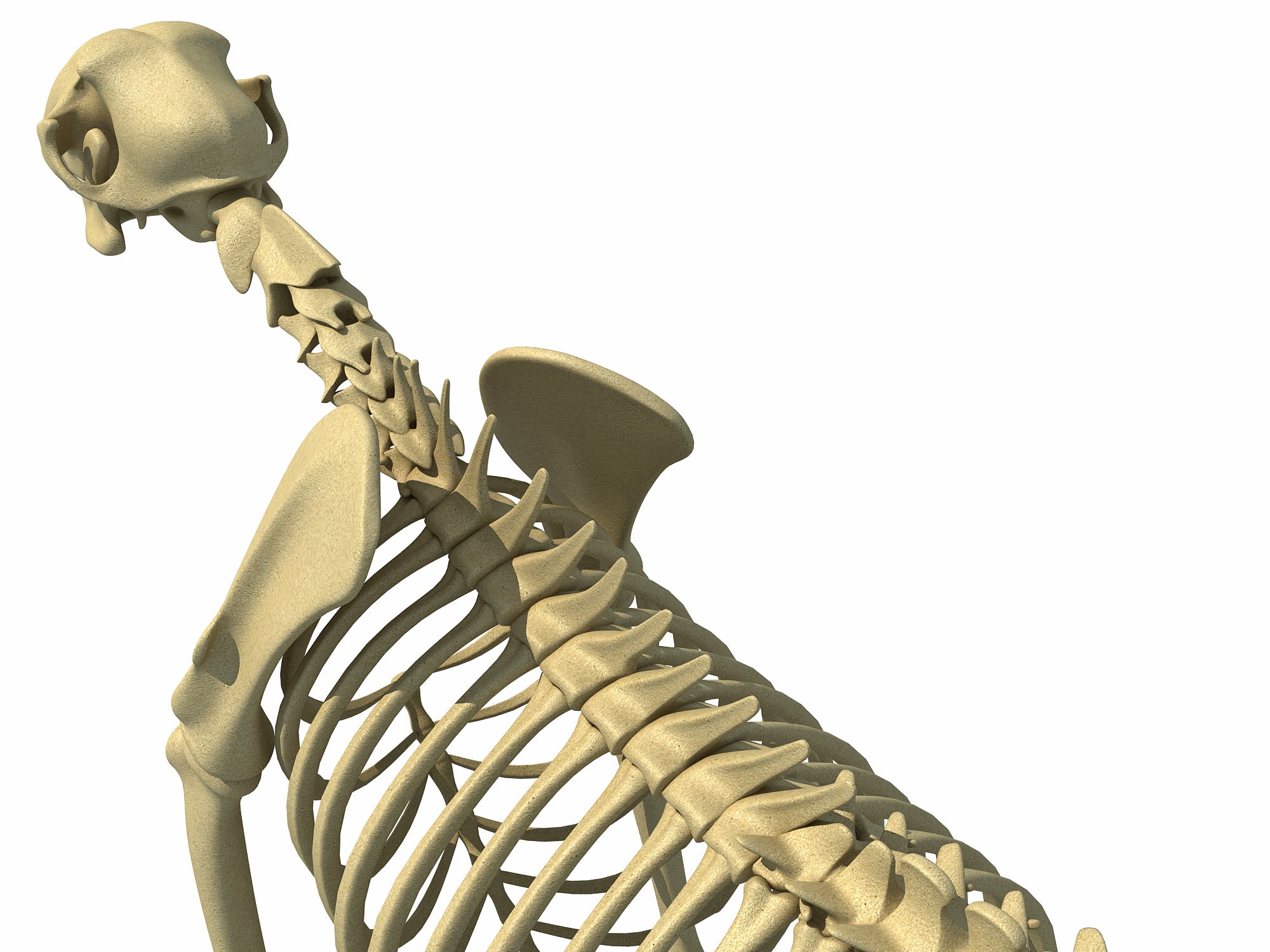 Cheetah Skeleton