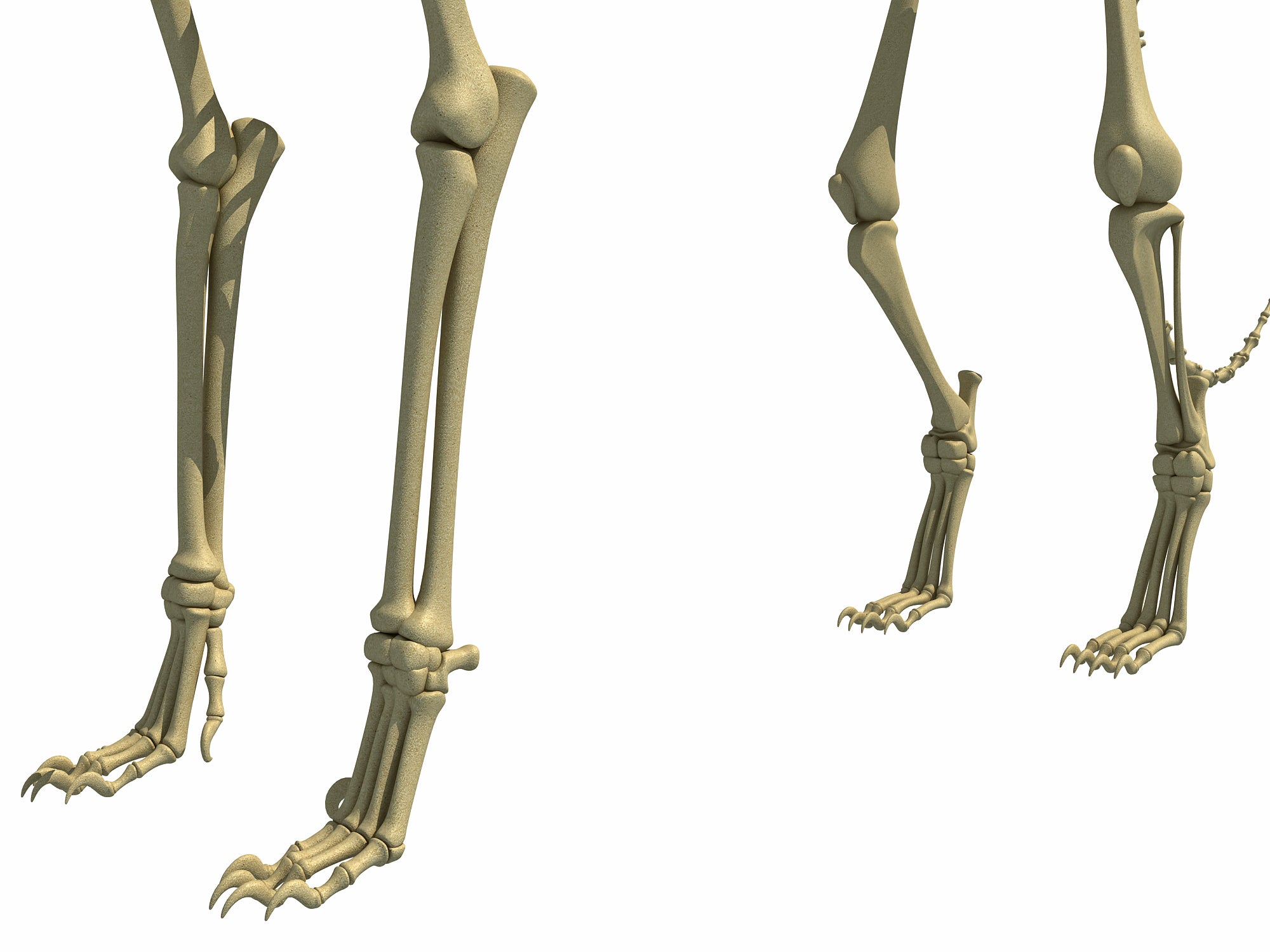 Cheetah Skeleton