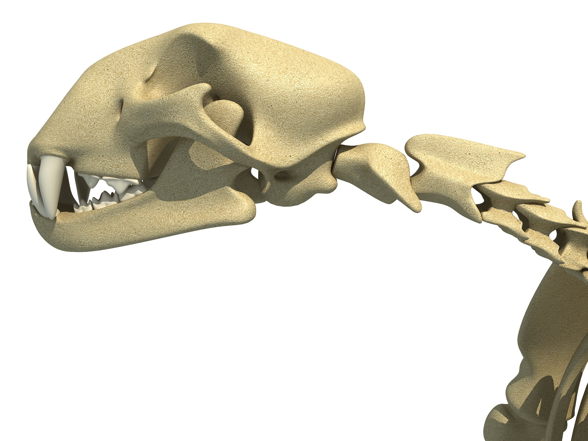 Cheetah Skeleton