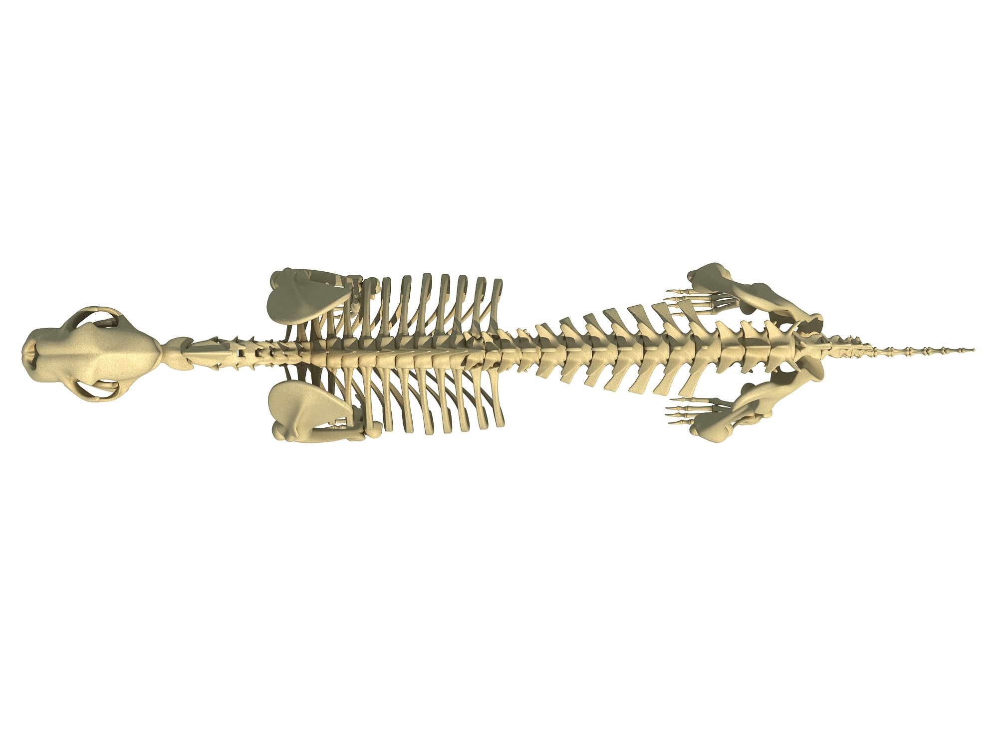 Cheetah Skeleton