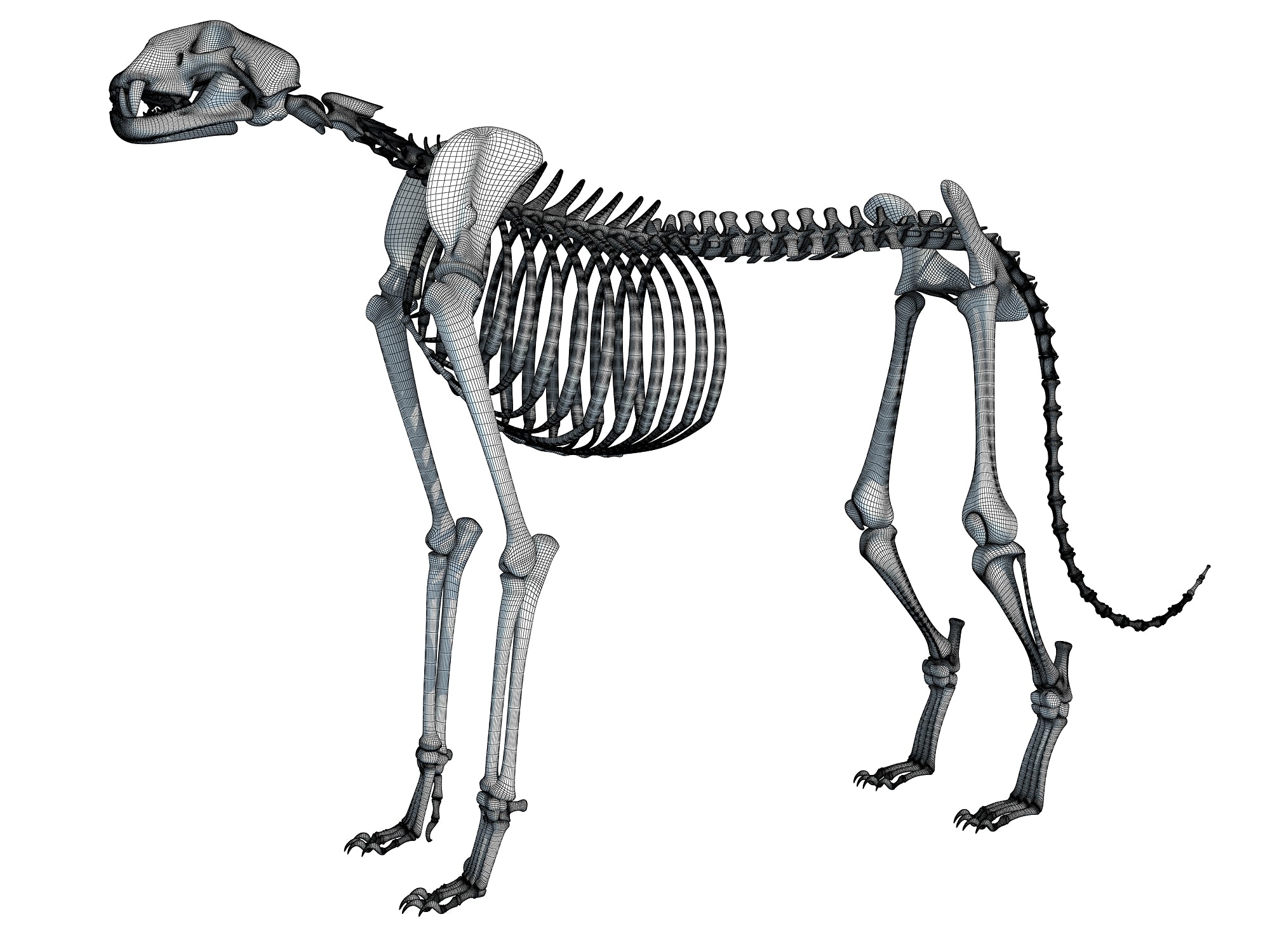 Cheetah Skeleton 3D Models
