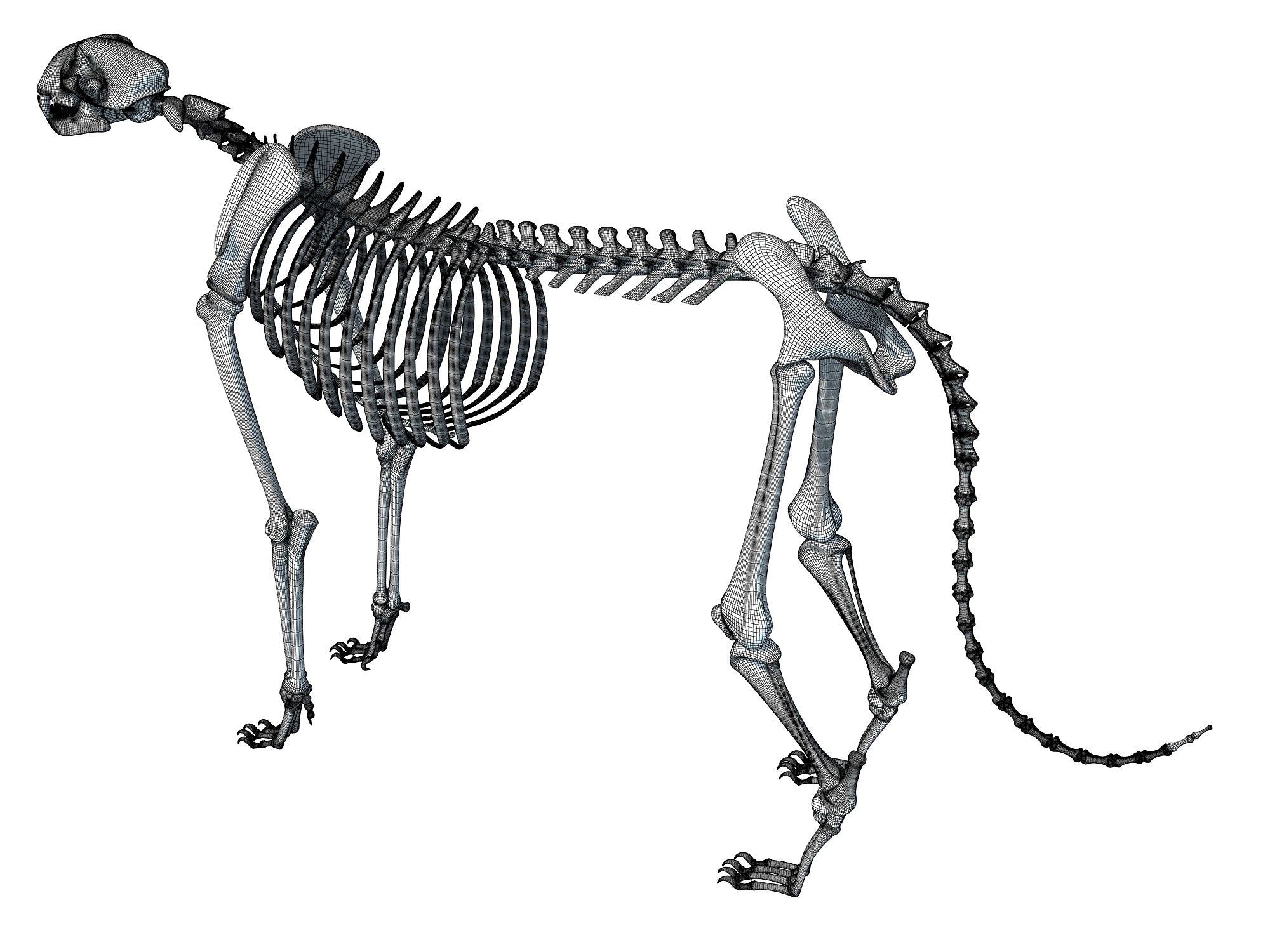 Cheetah Skeleton 3D Models