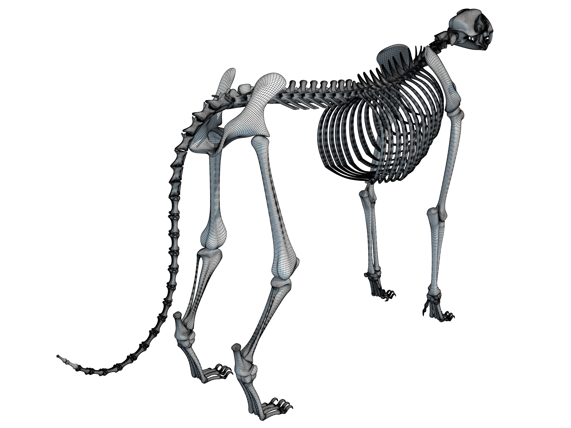 Cheetah Skeleton 3D Models