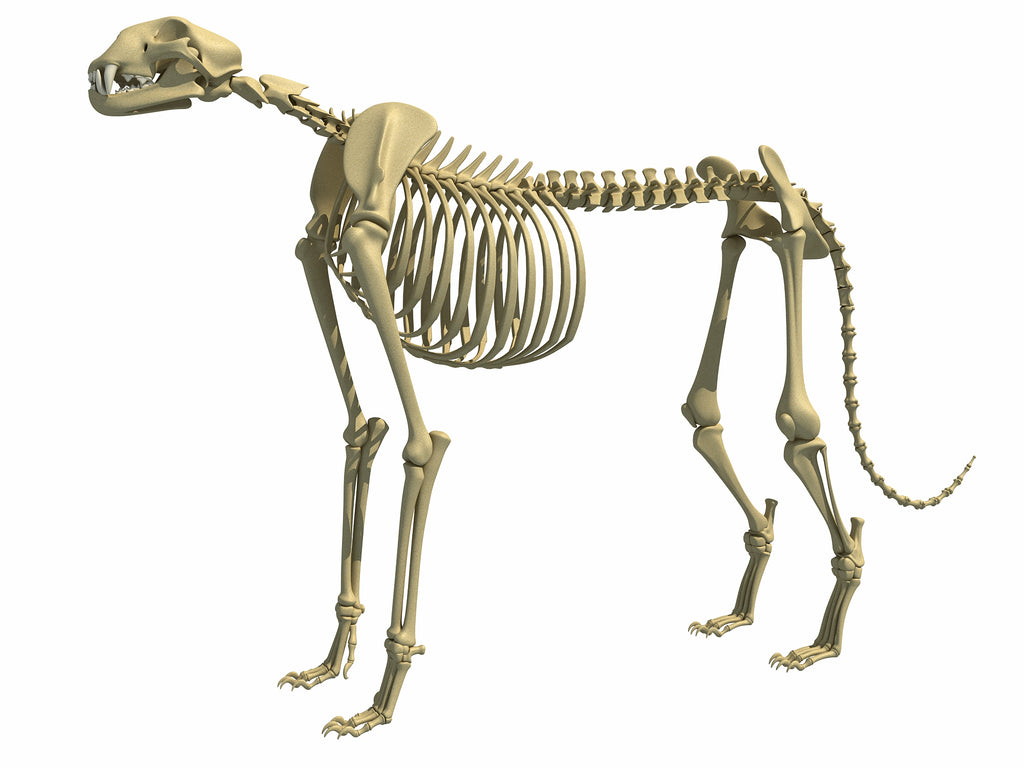 Cheetah Skeleton