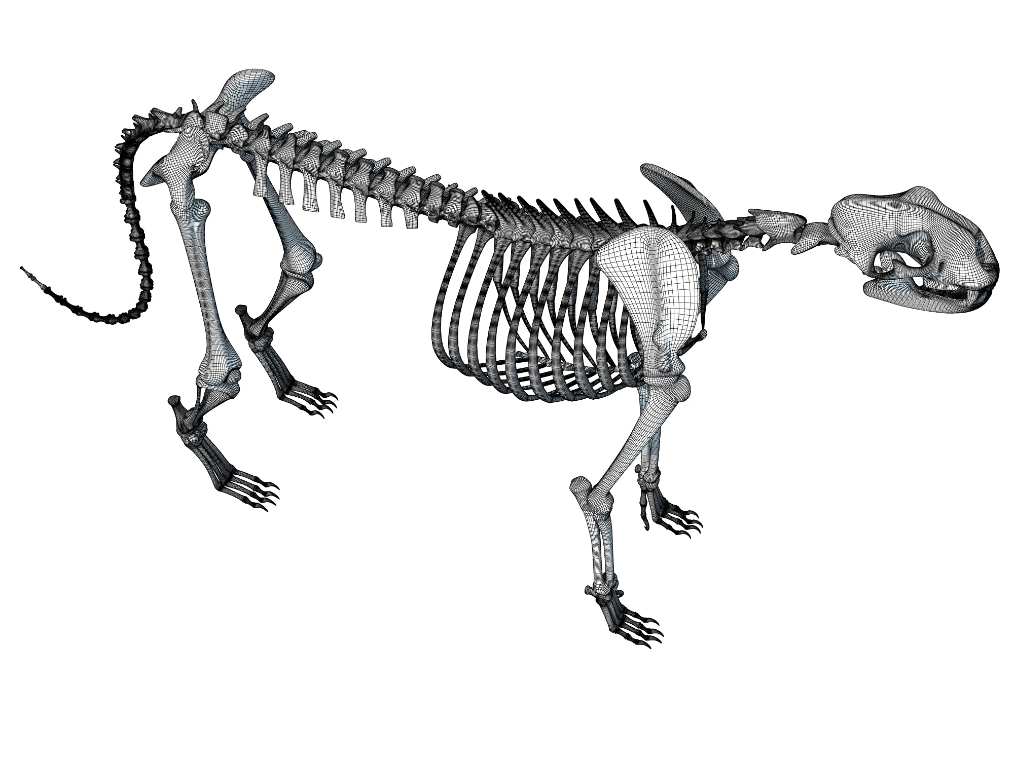 Cheetah Skeleton 3D Models