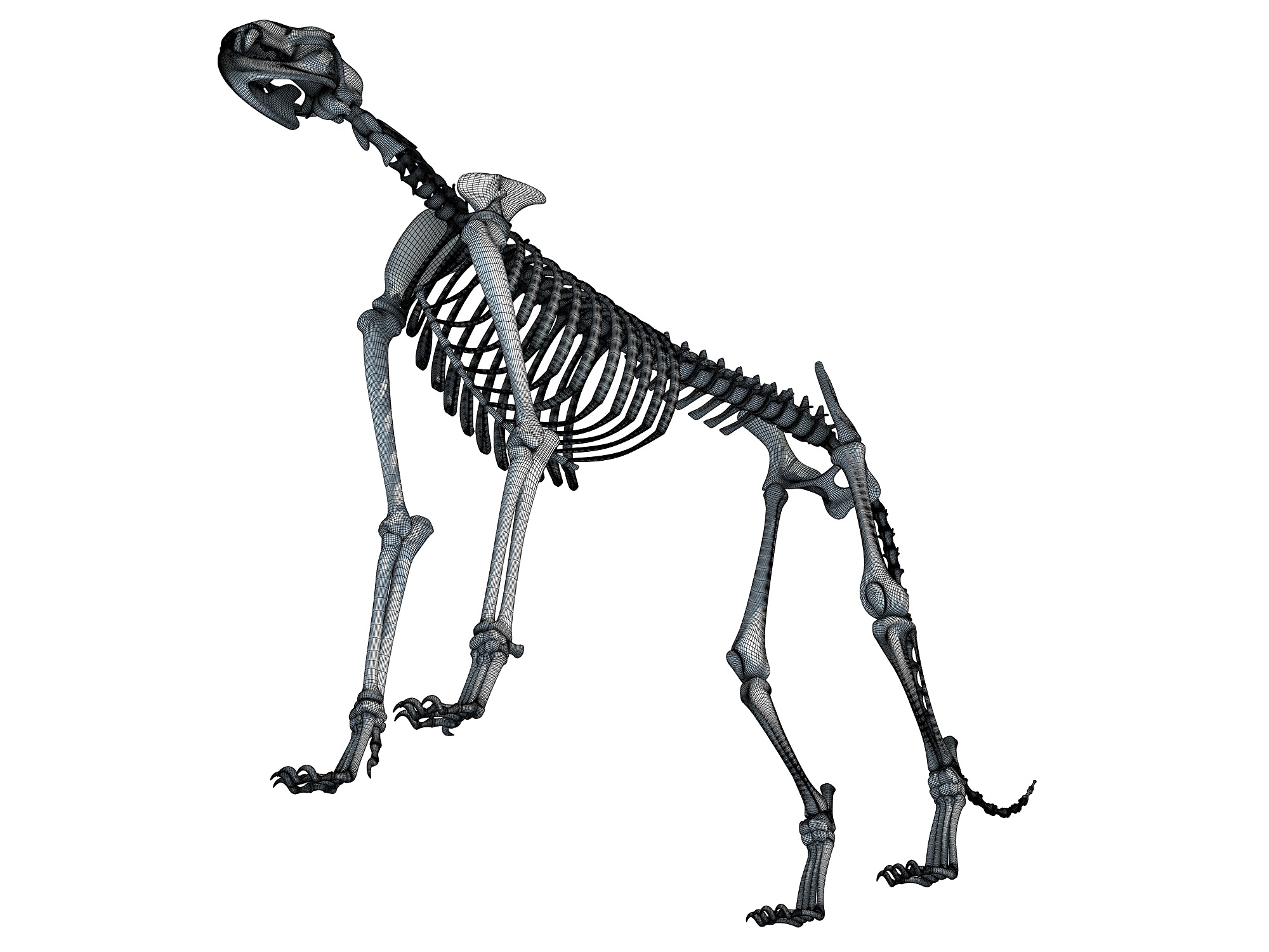 Cheetah Skeleton 3D Models