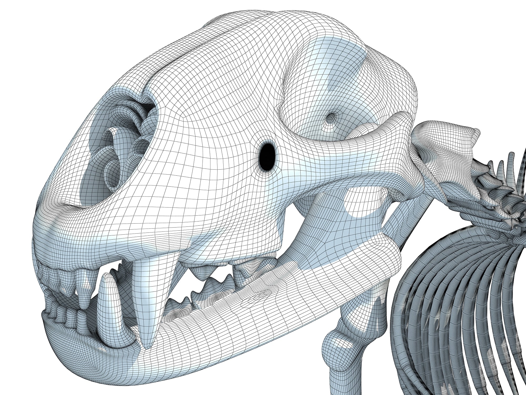 Cheetah Skeleton 3D Models