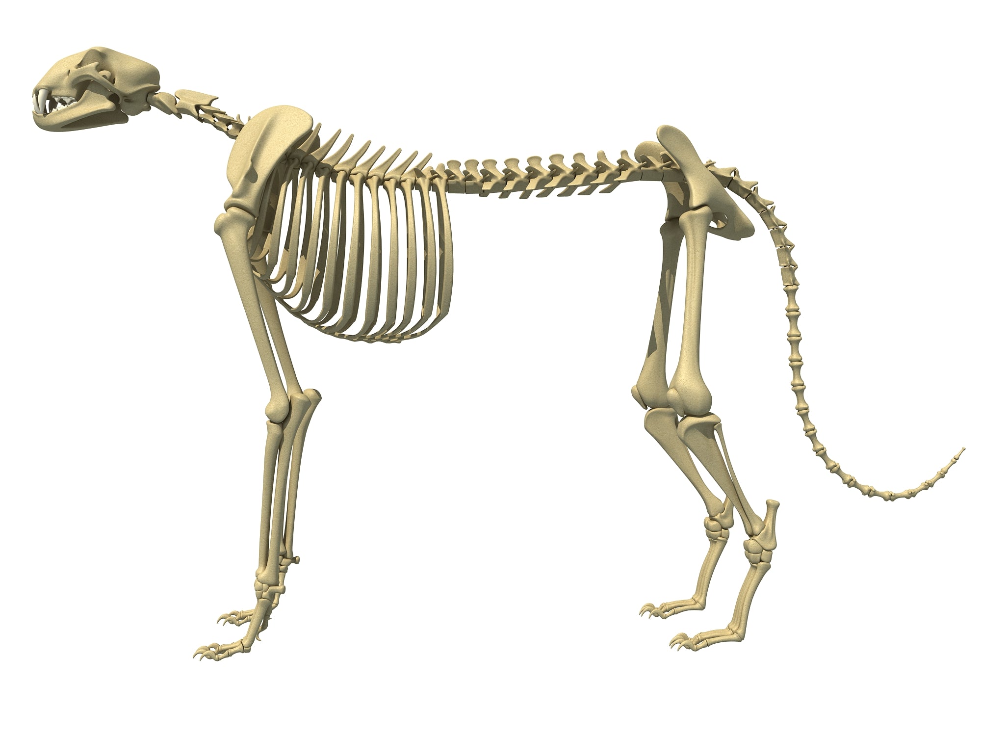 Cheetah Skeleton