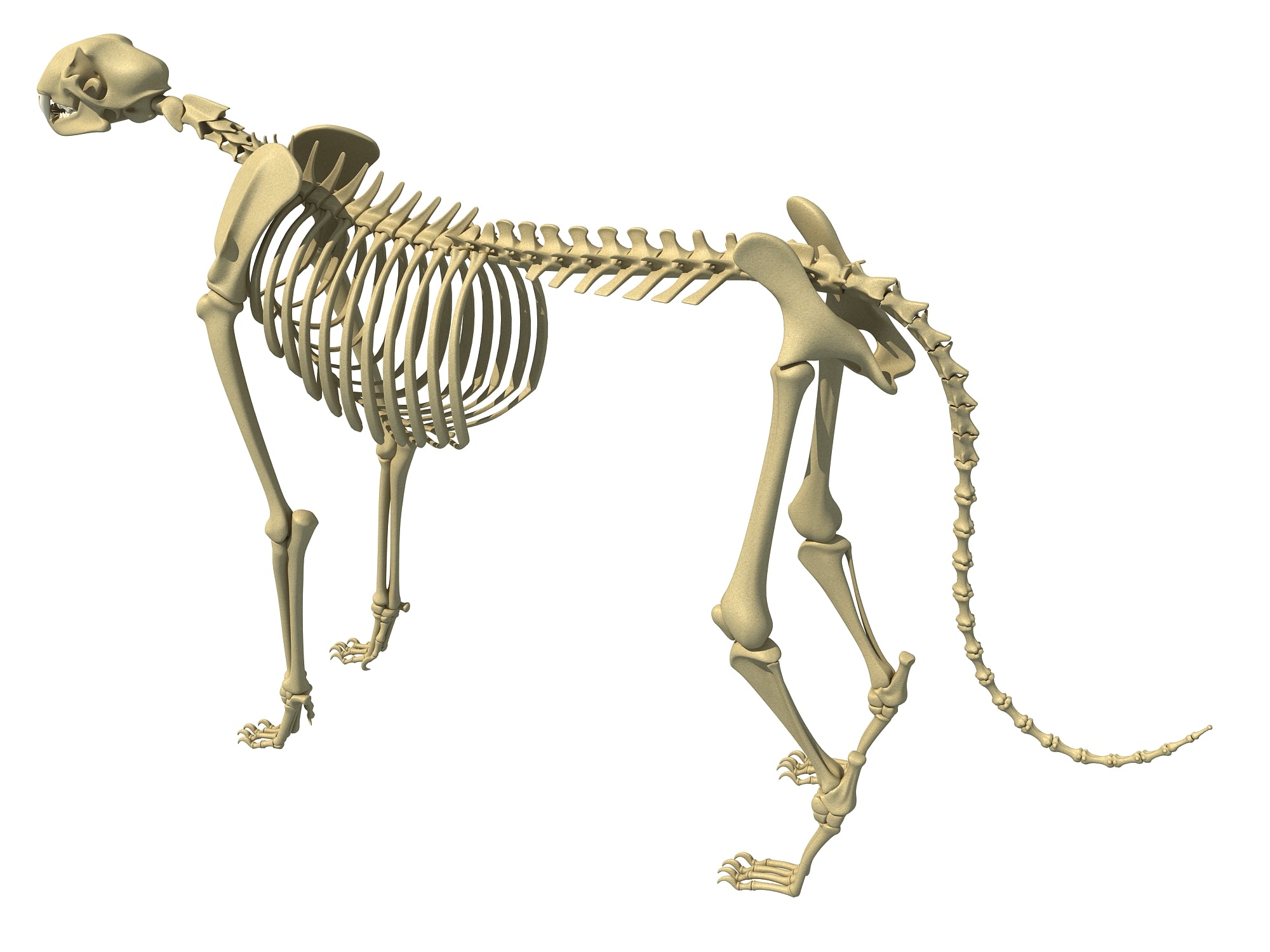 Cheetah Skeleton