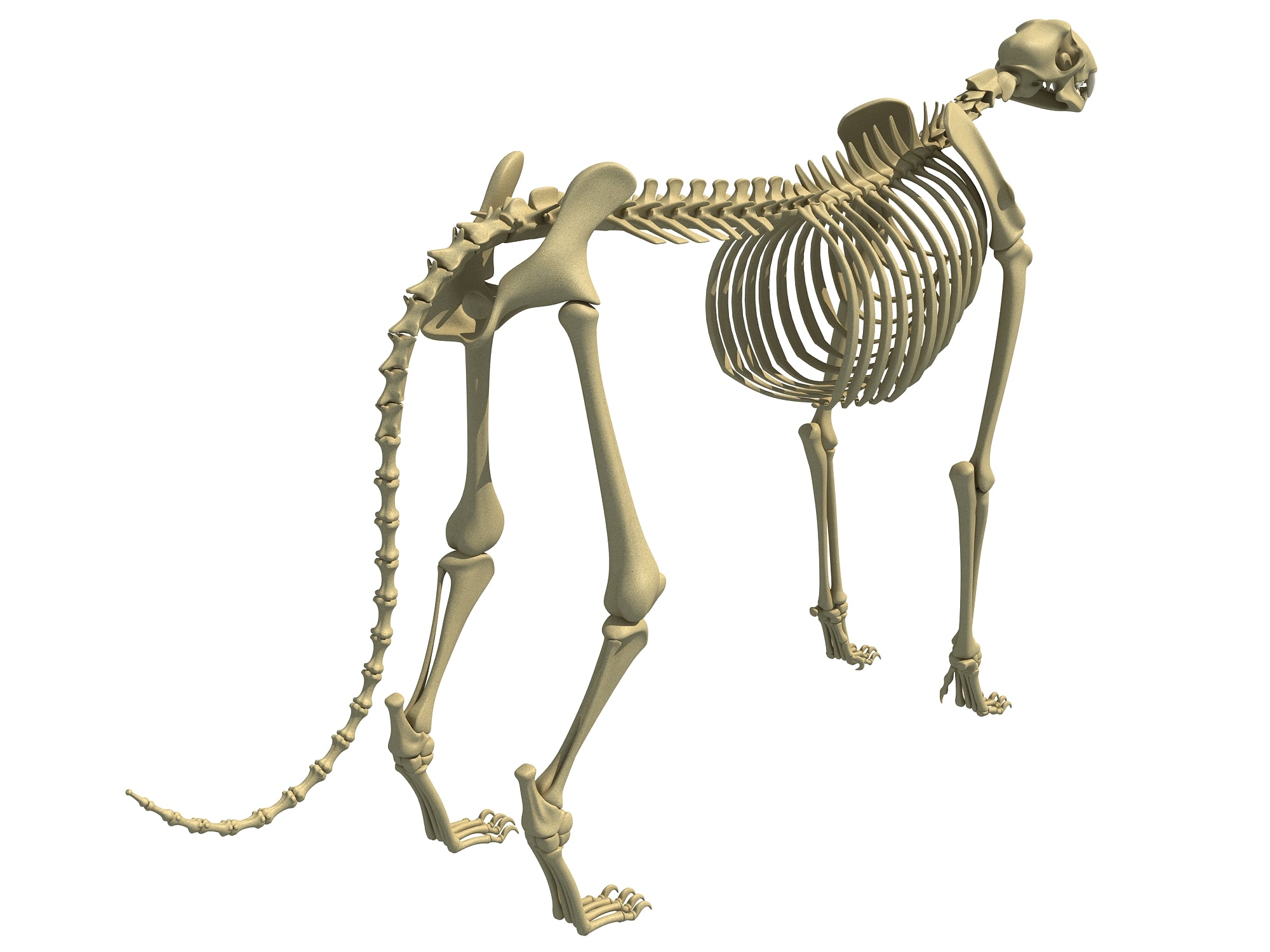 Cheetah Skeleton