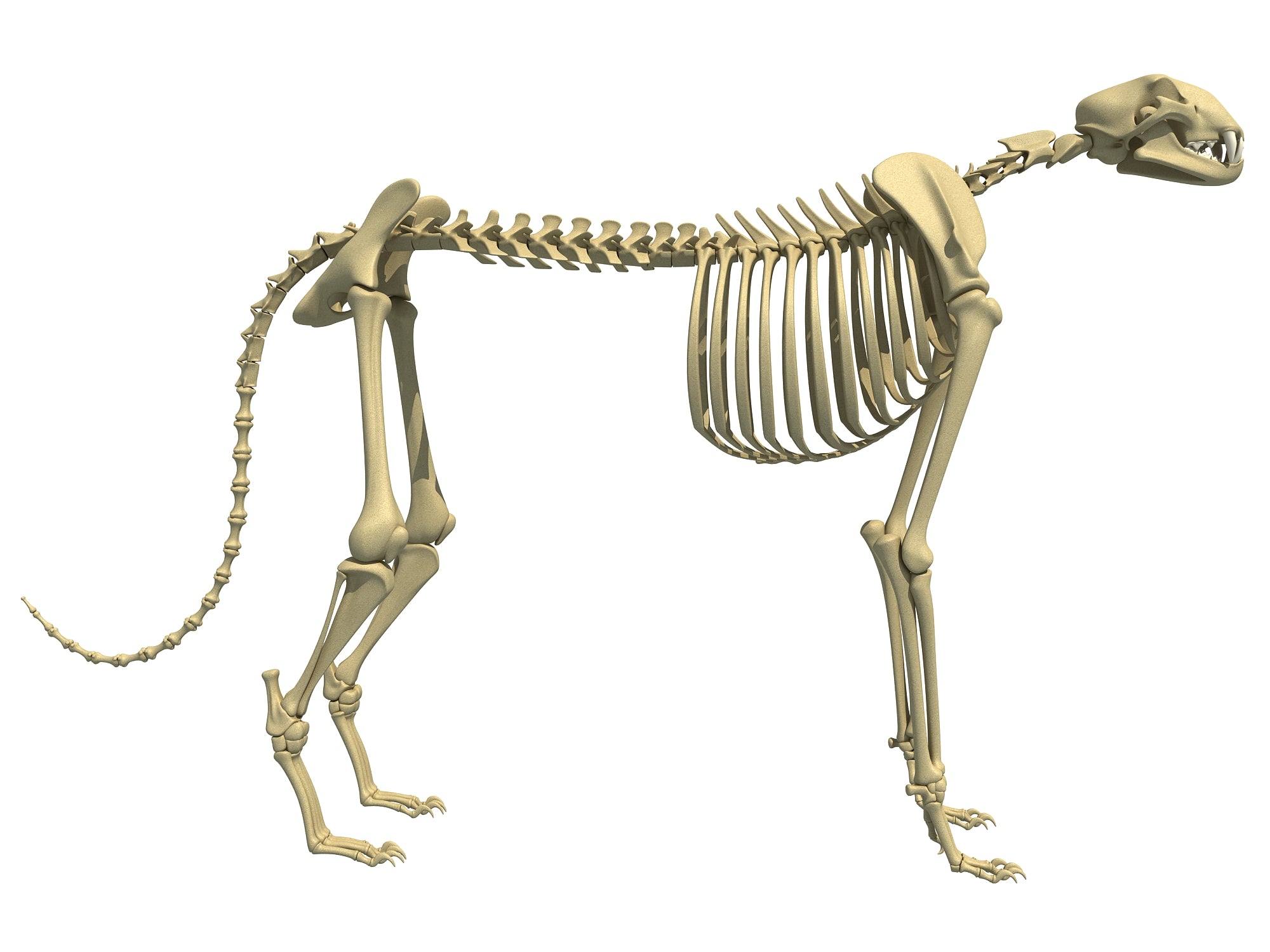 Cheetah Skeleton