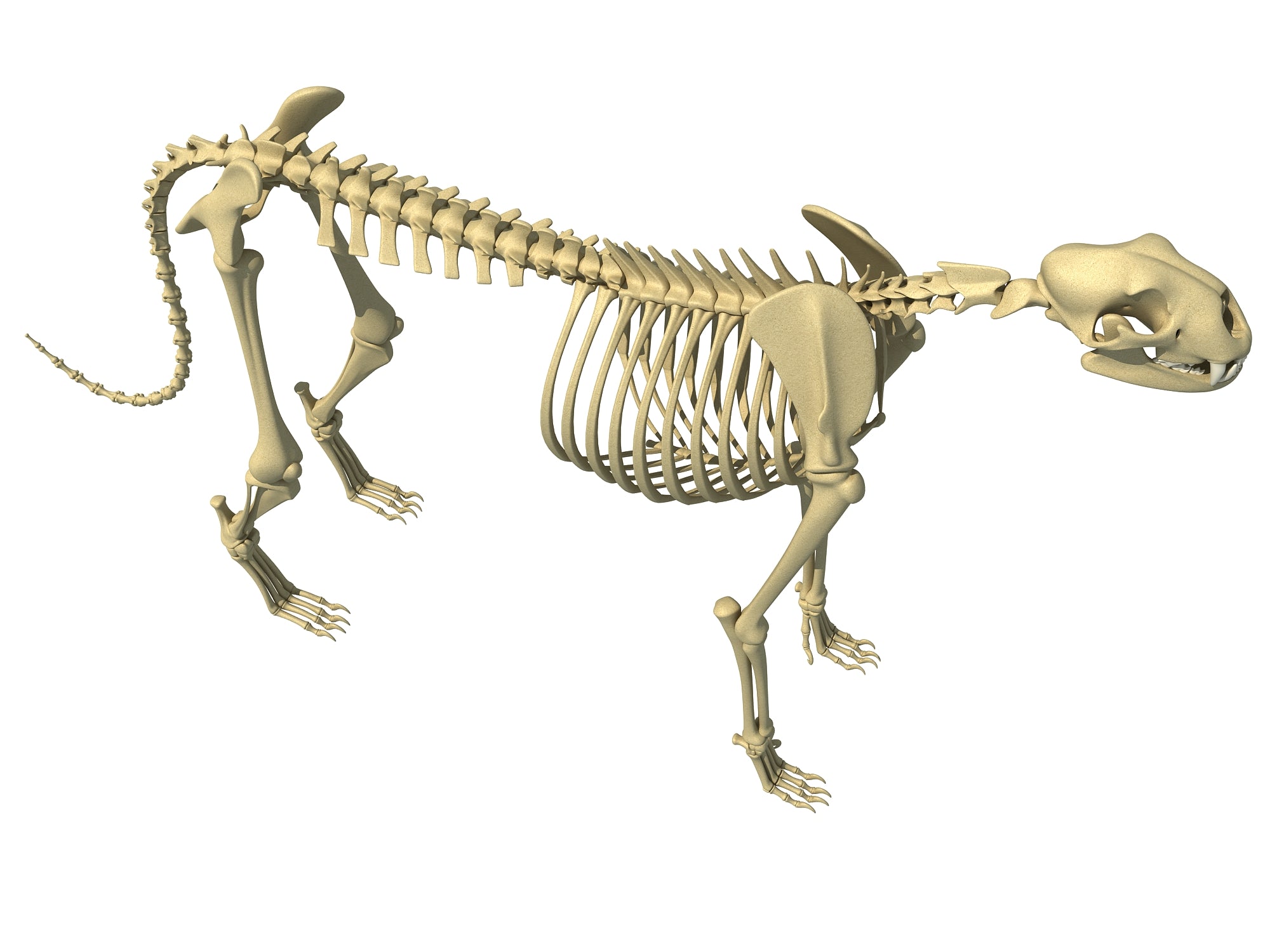 Cheetah Skeleton