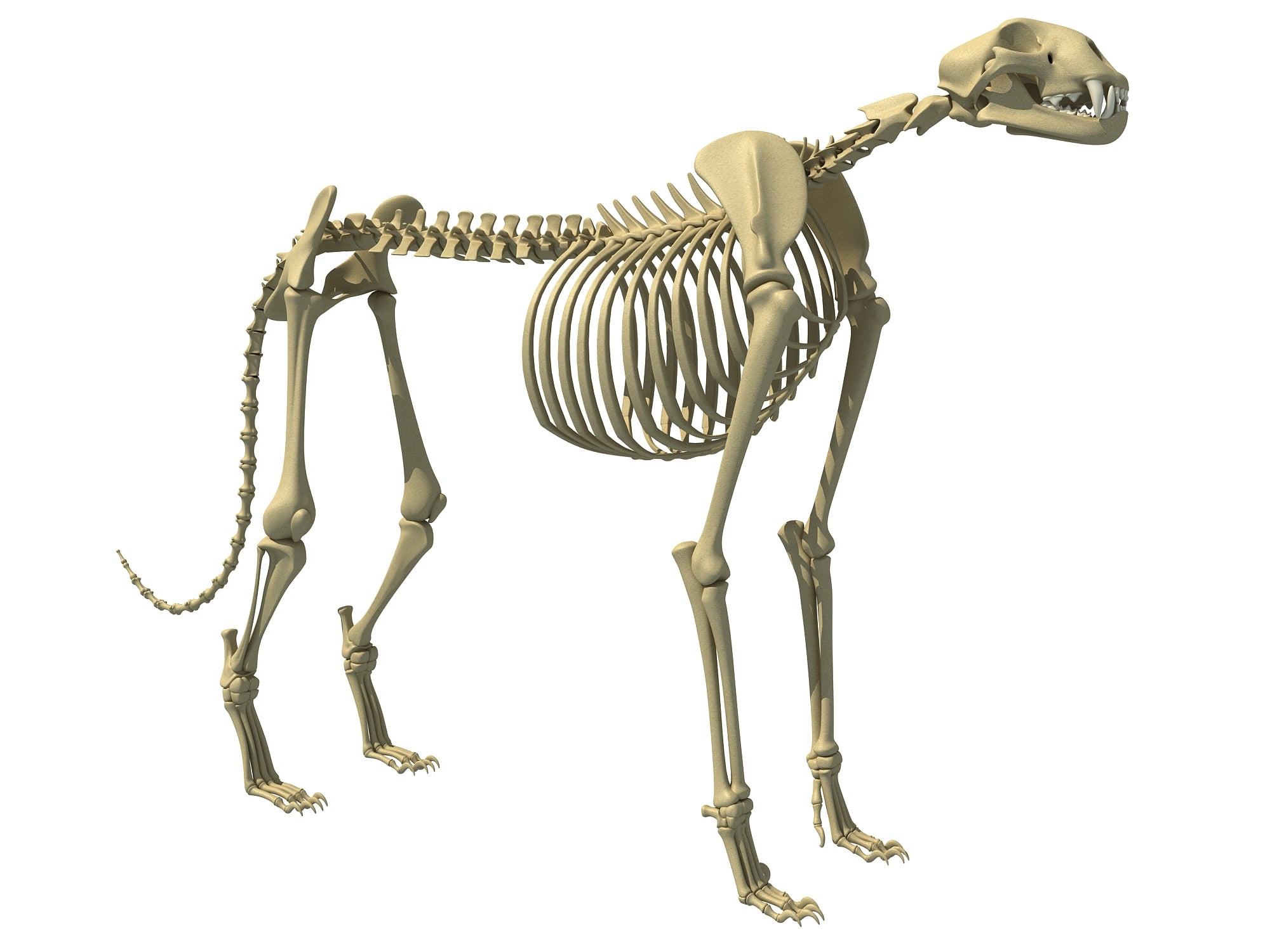 Cheetah Skeleton