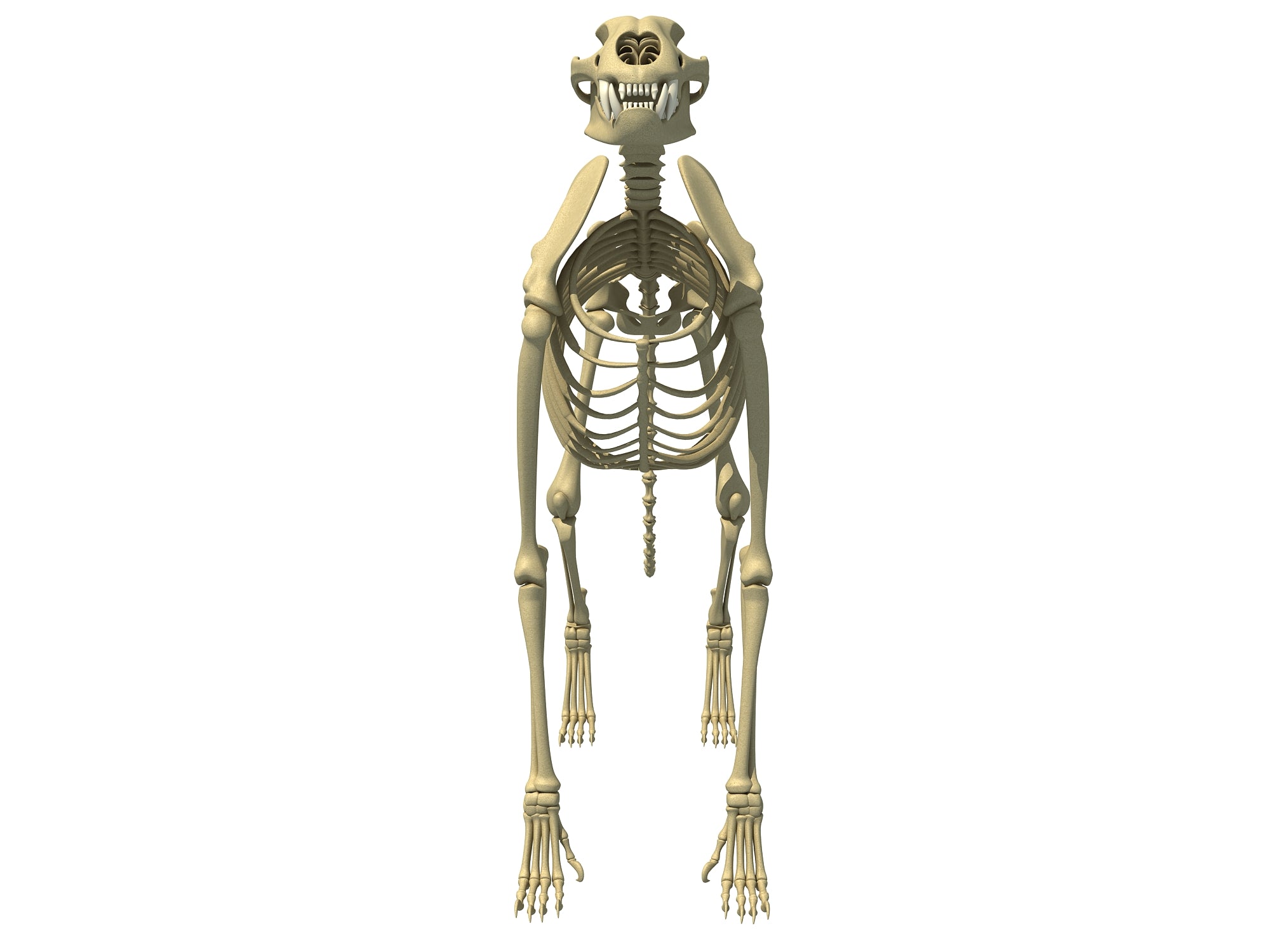 Cheetah Skeleton