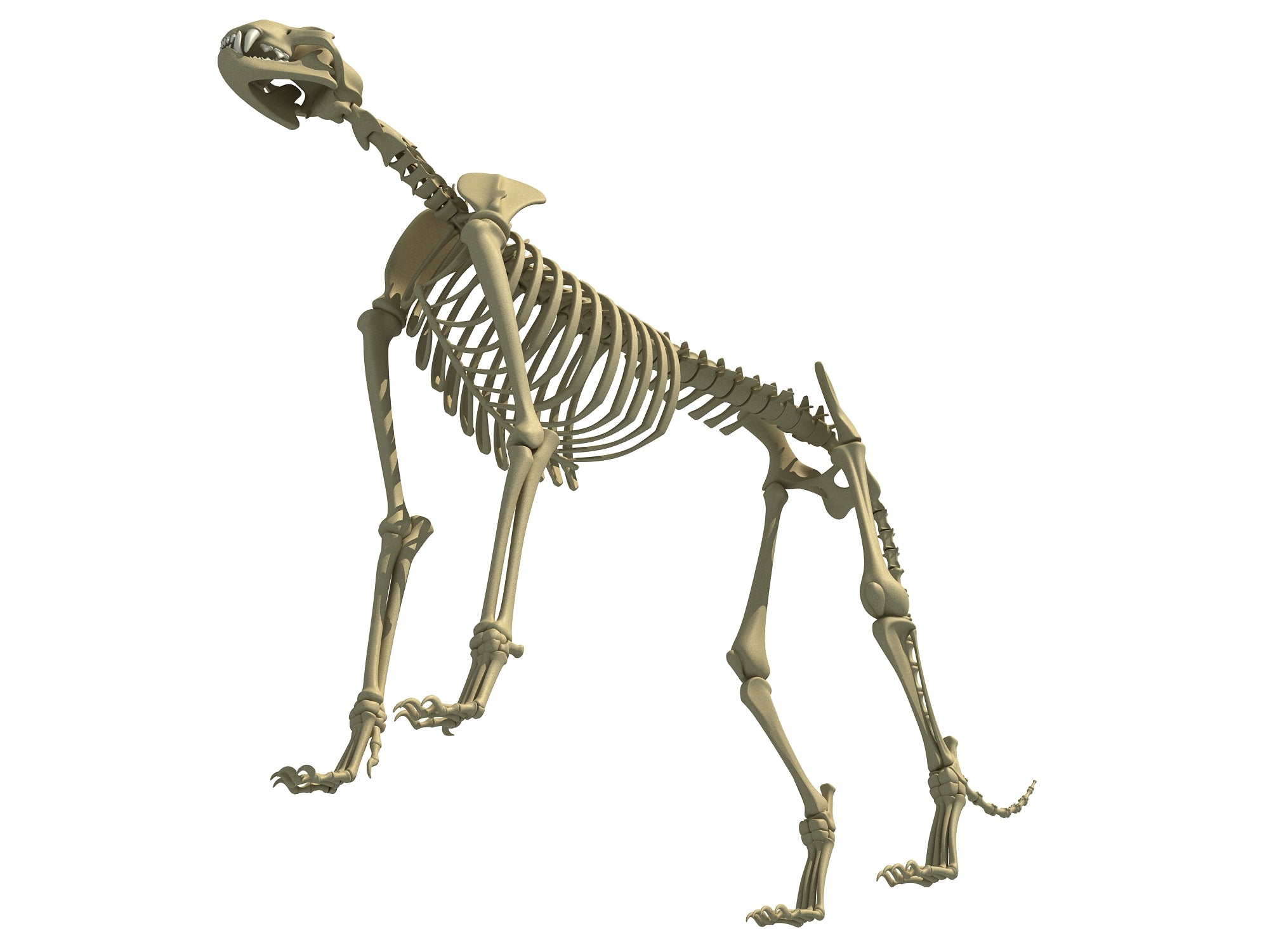 Cheetah Skeleton