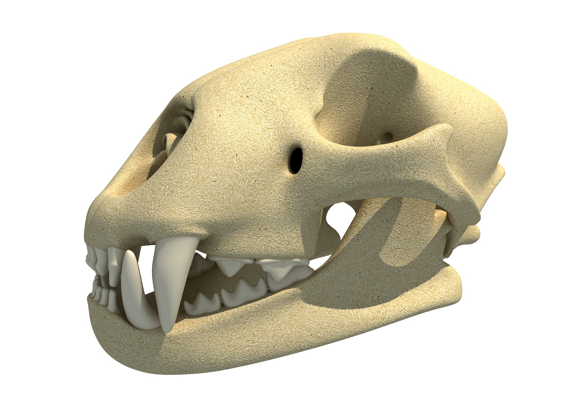 Cheetah Skull