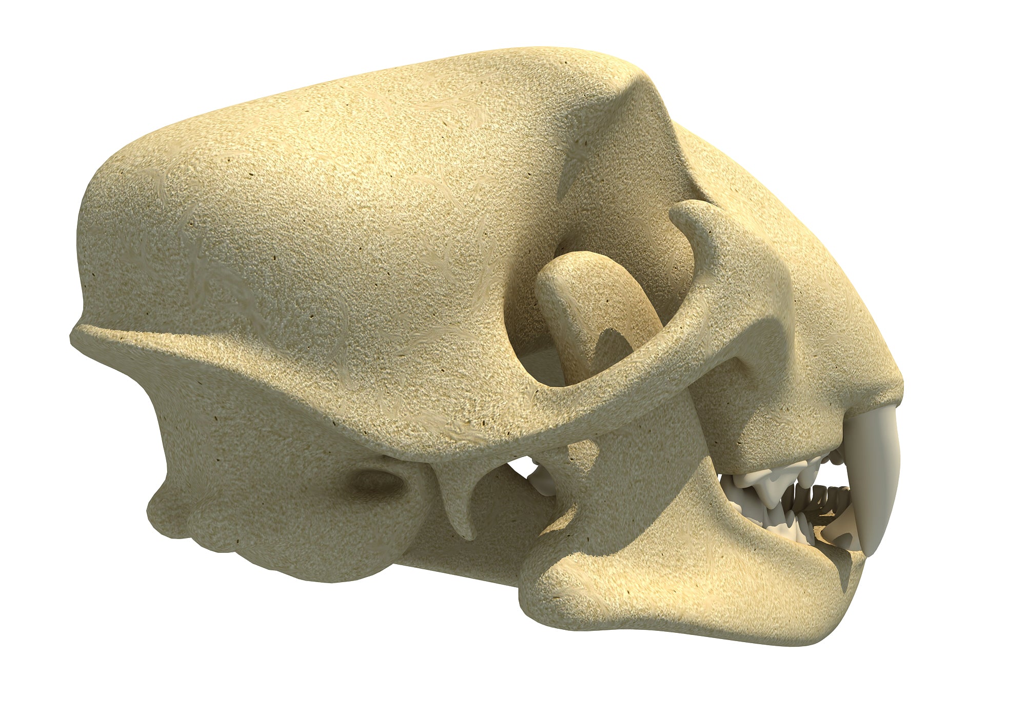 Cheetah Skull