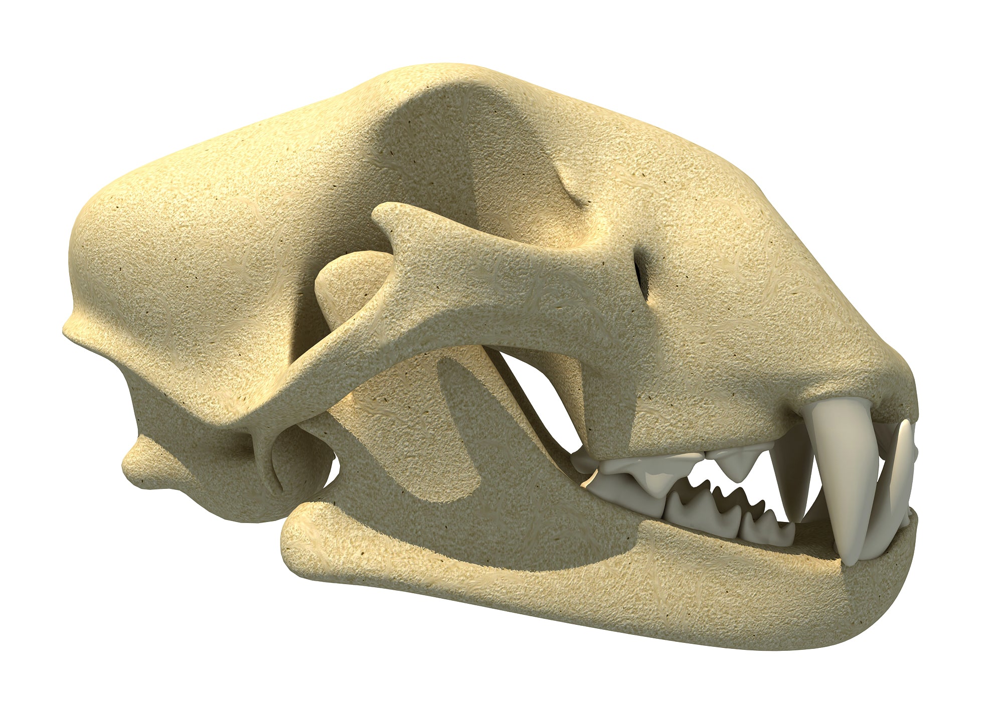 Cheetah Skull