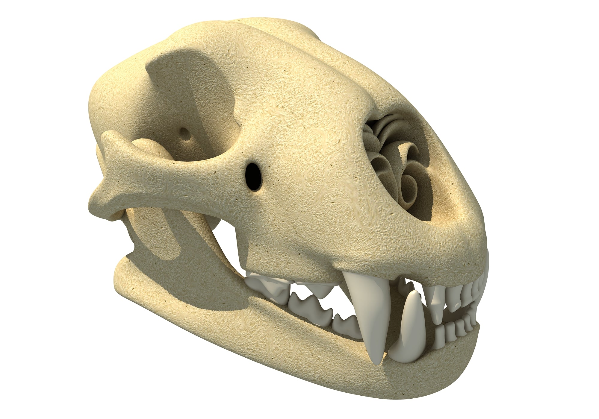 Cheetah Skull