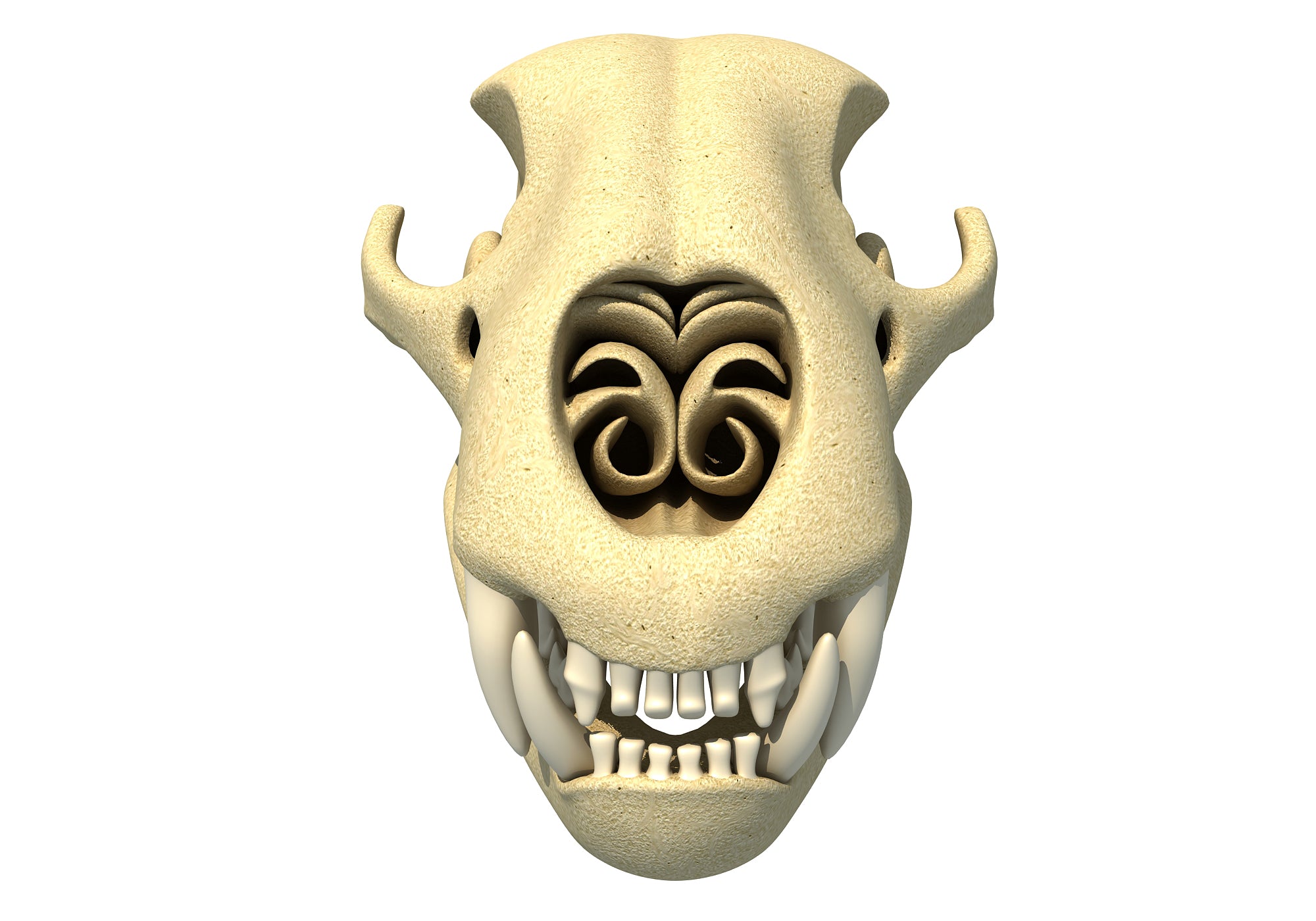 Cheetah Skull