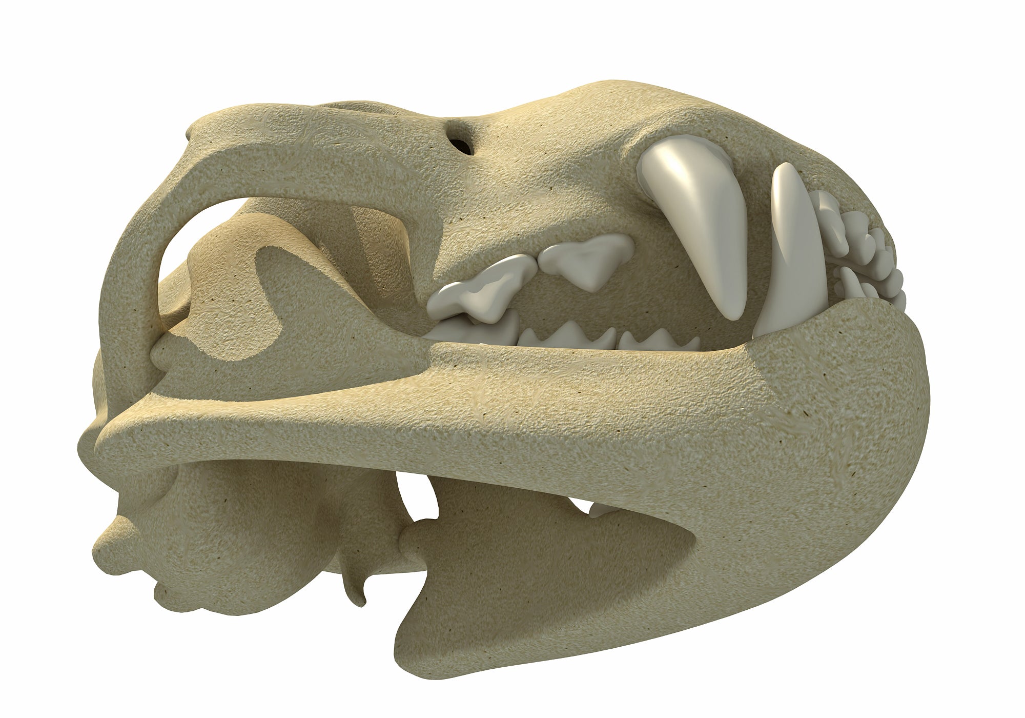 Cheetah Skull