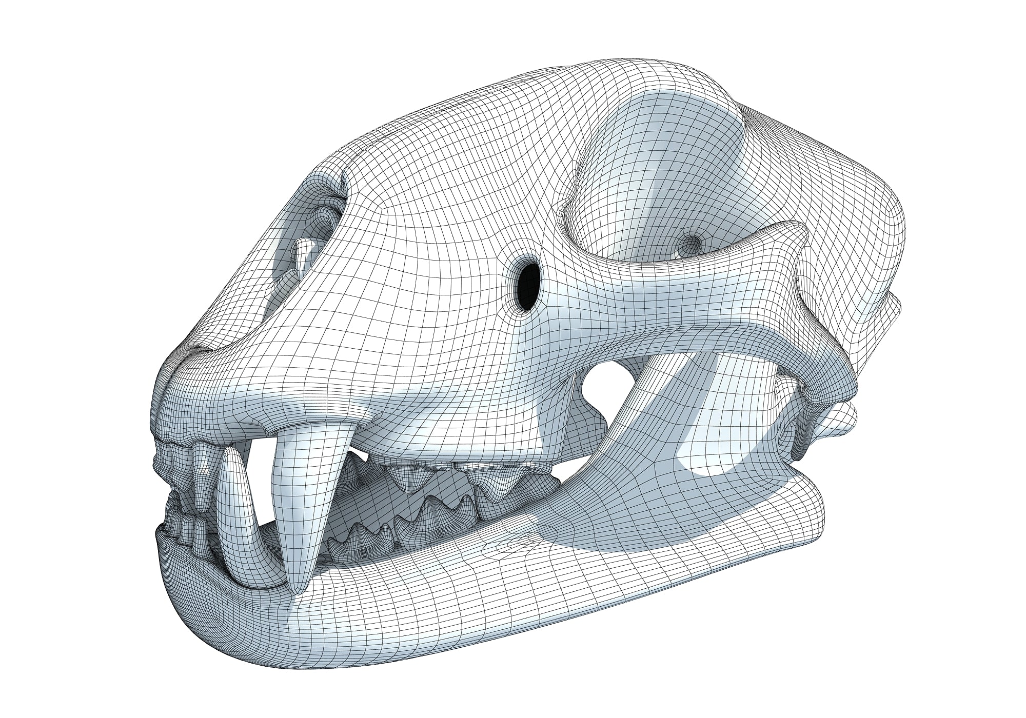 Cheetah Skull
