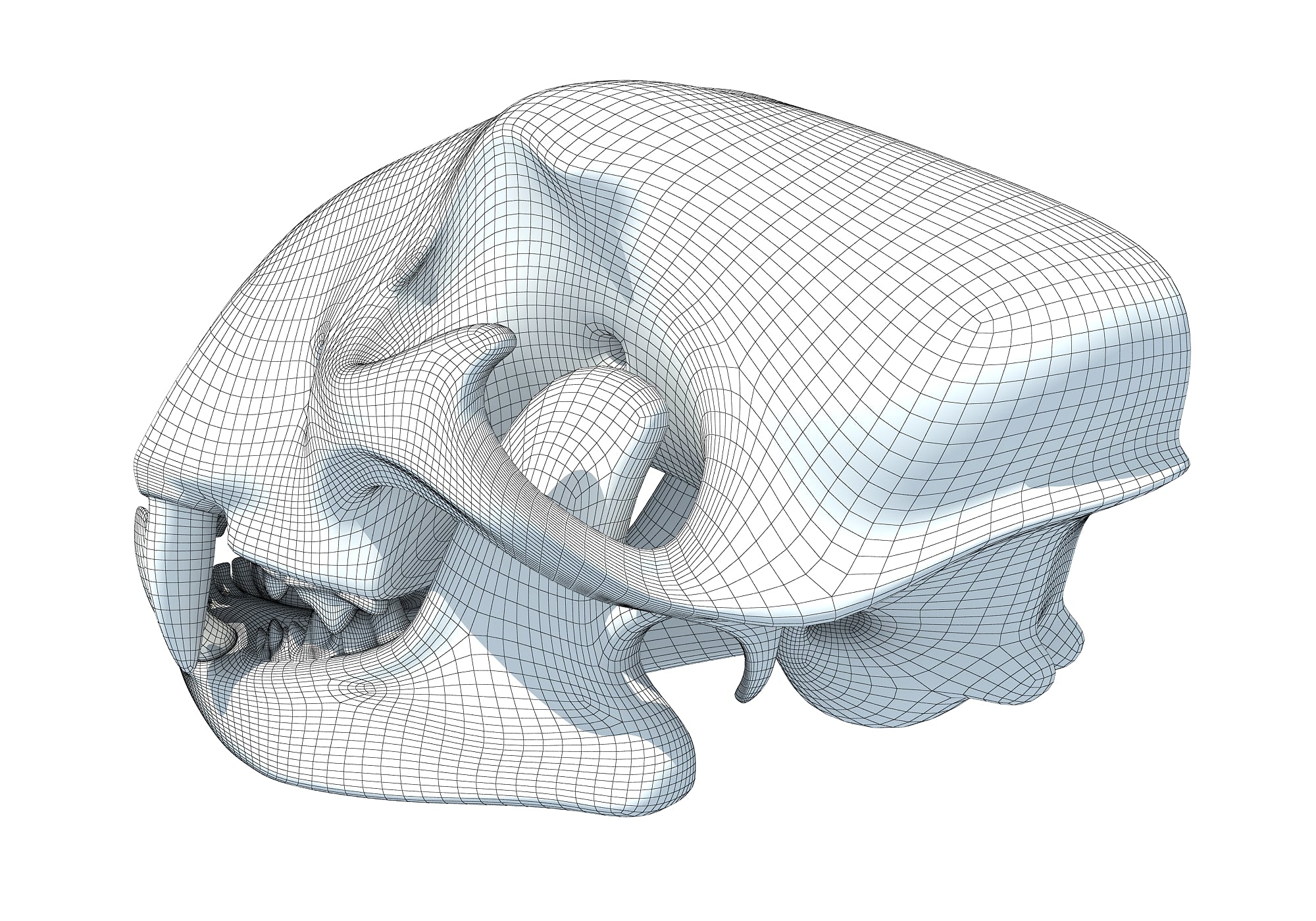 Cheetah Skull