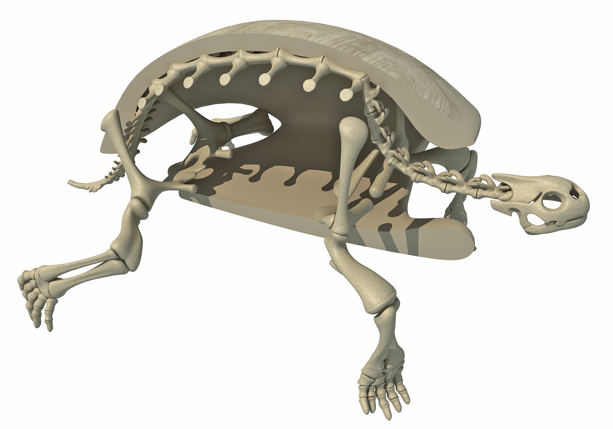 Tortoise Skeleton 3D Model