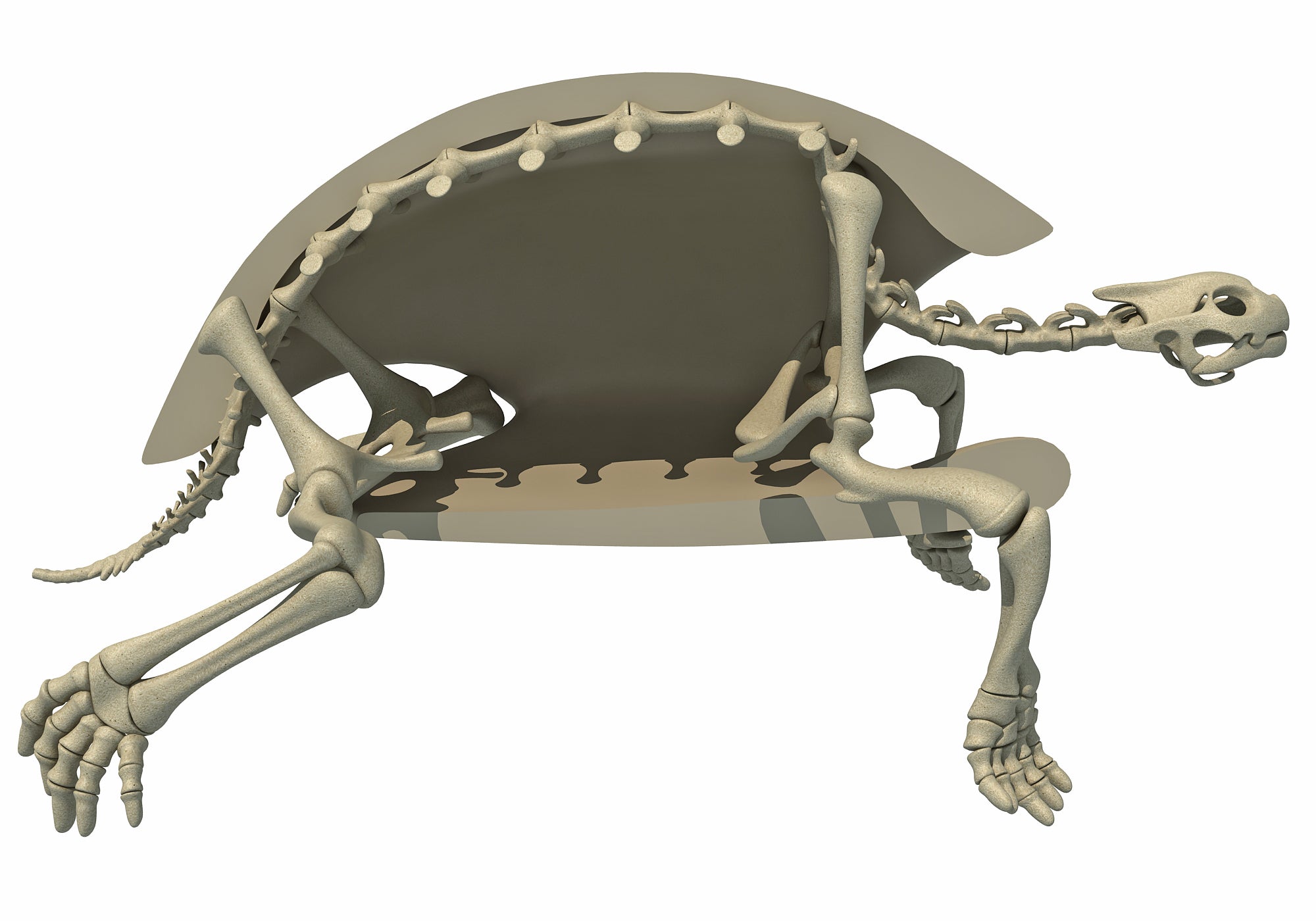 Tortoise Skeleton 3D Model