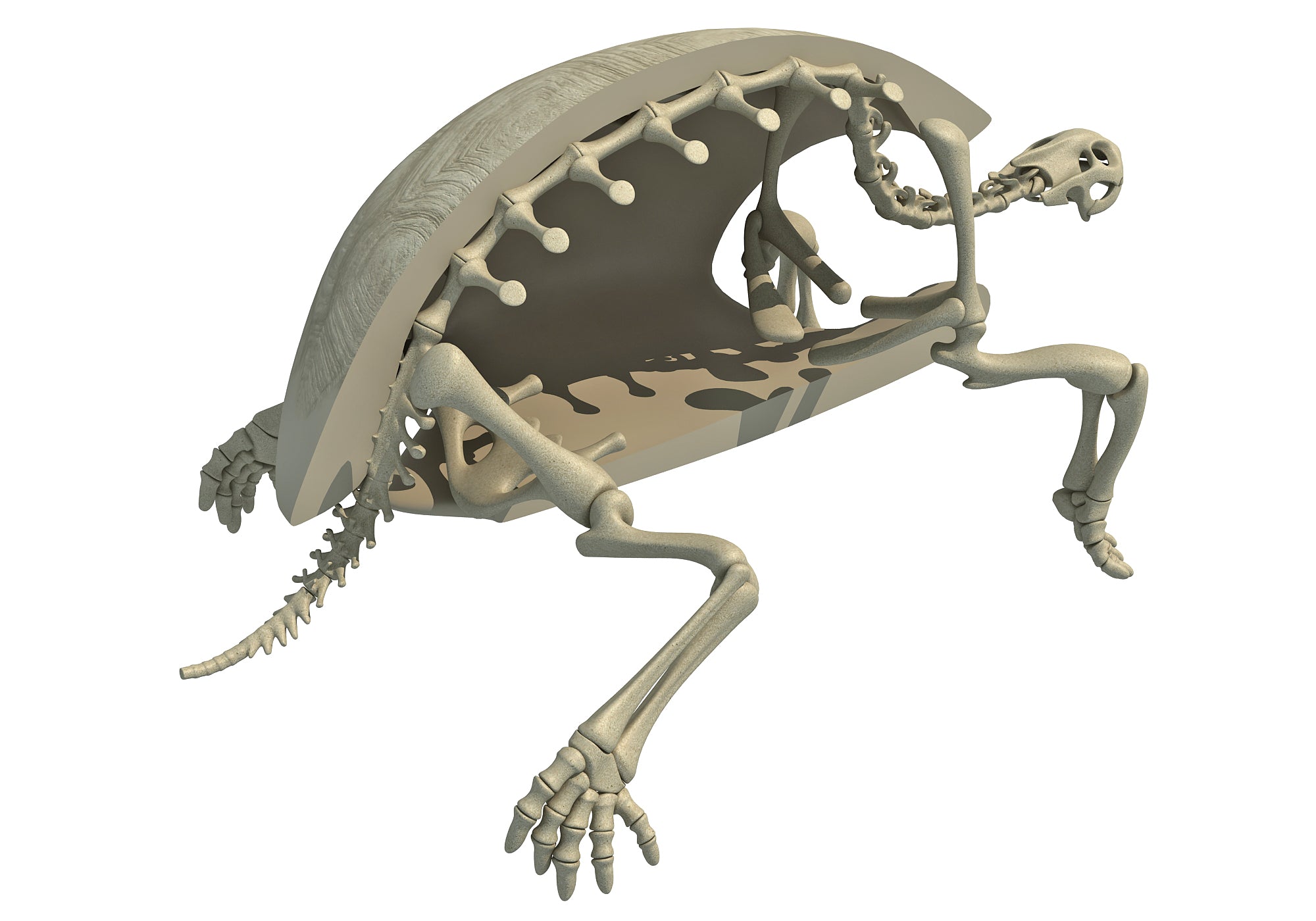 Tortoise Skeleton 3D Model