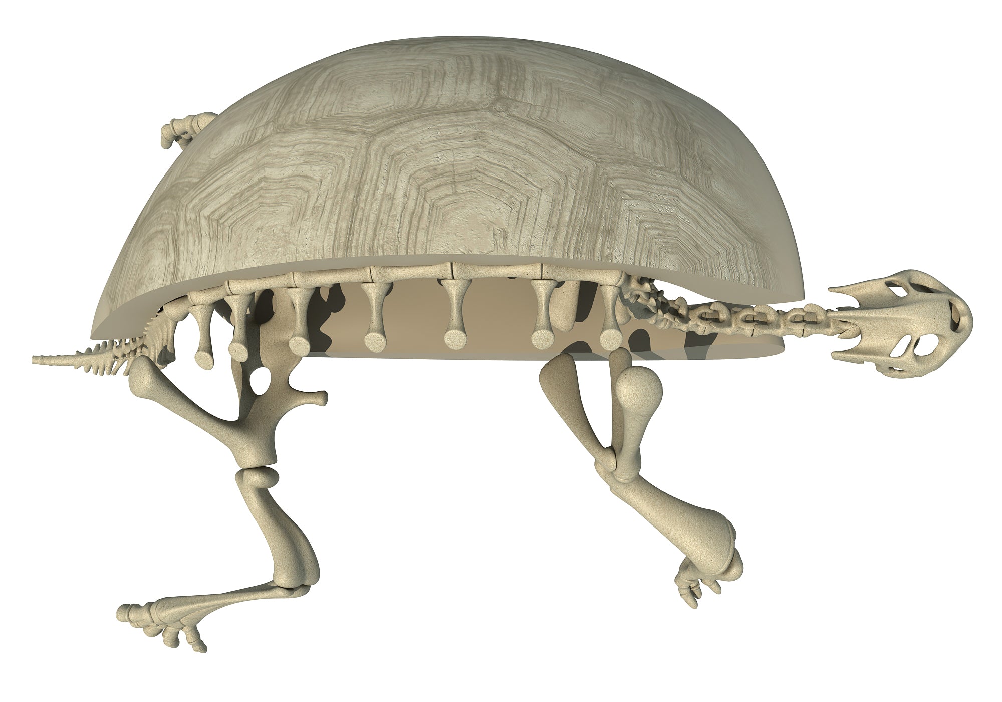 Tortoise Skeleton 3D Model