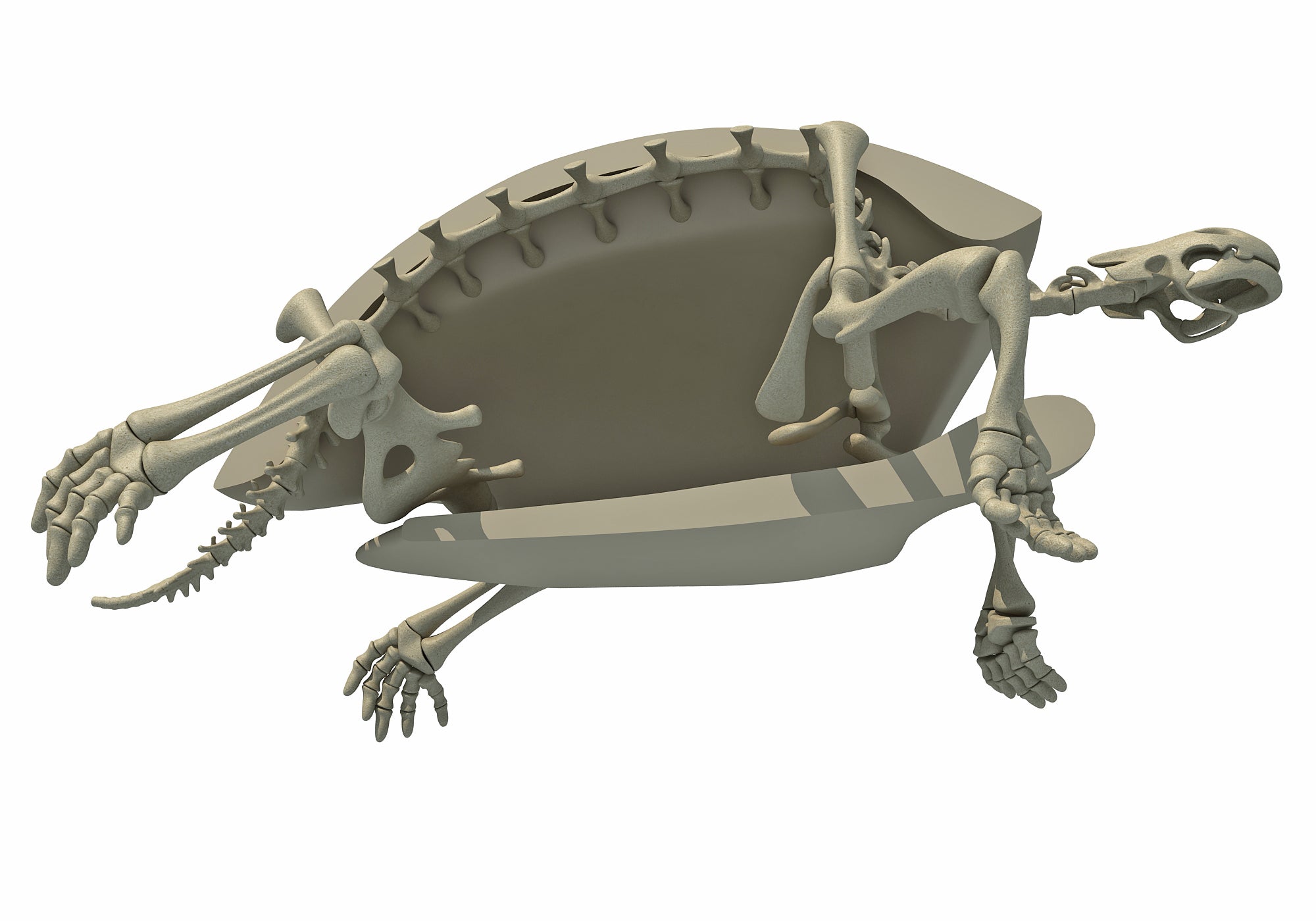 Tortoise Skeleton 3D Model
