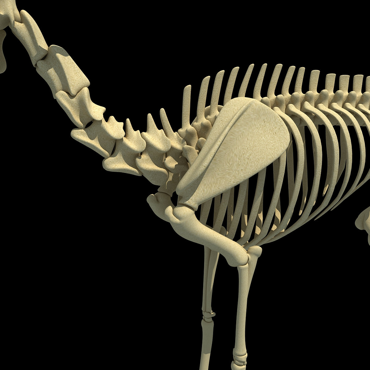 Deer Skeleton