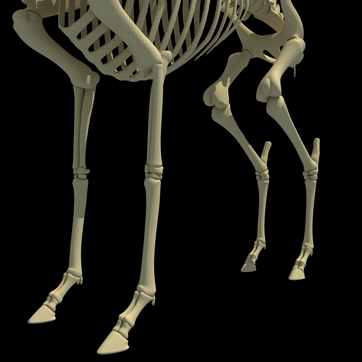 Deer Skeleton