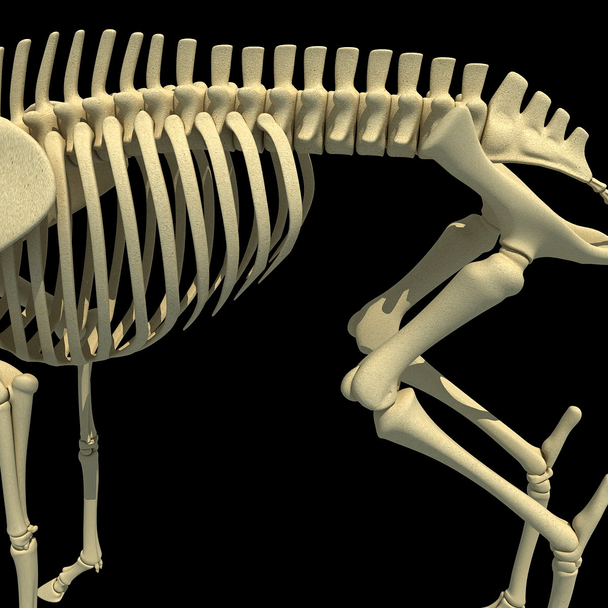 Deer Skeleton