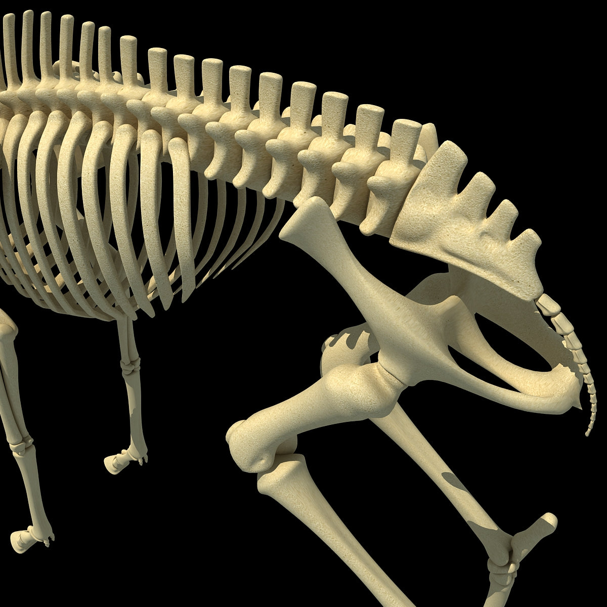 Deer Skeleton