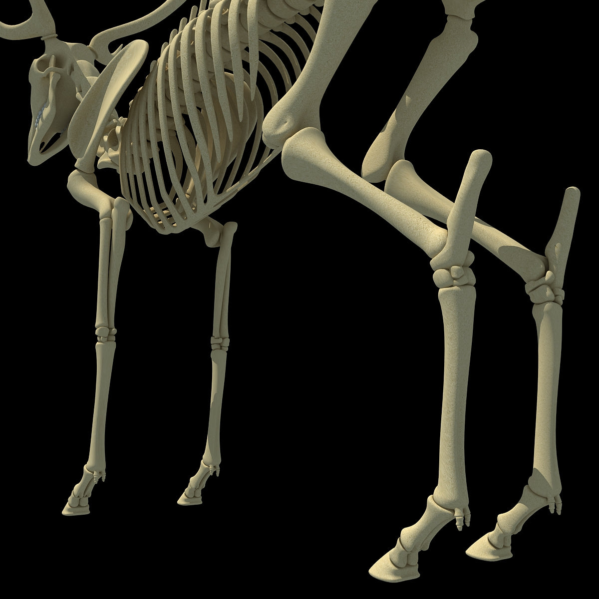 Deer Skeleton
