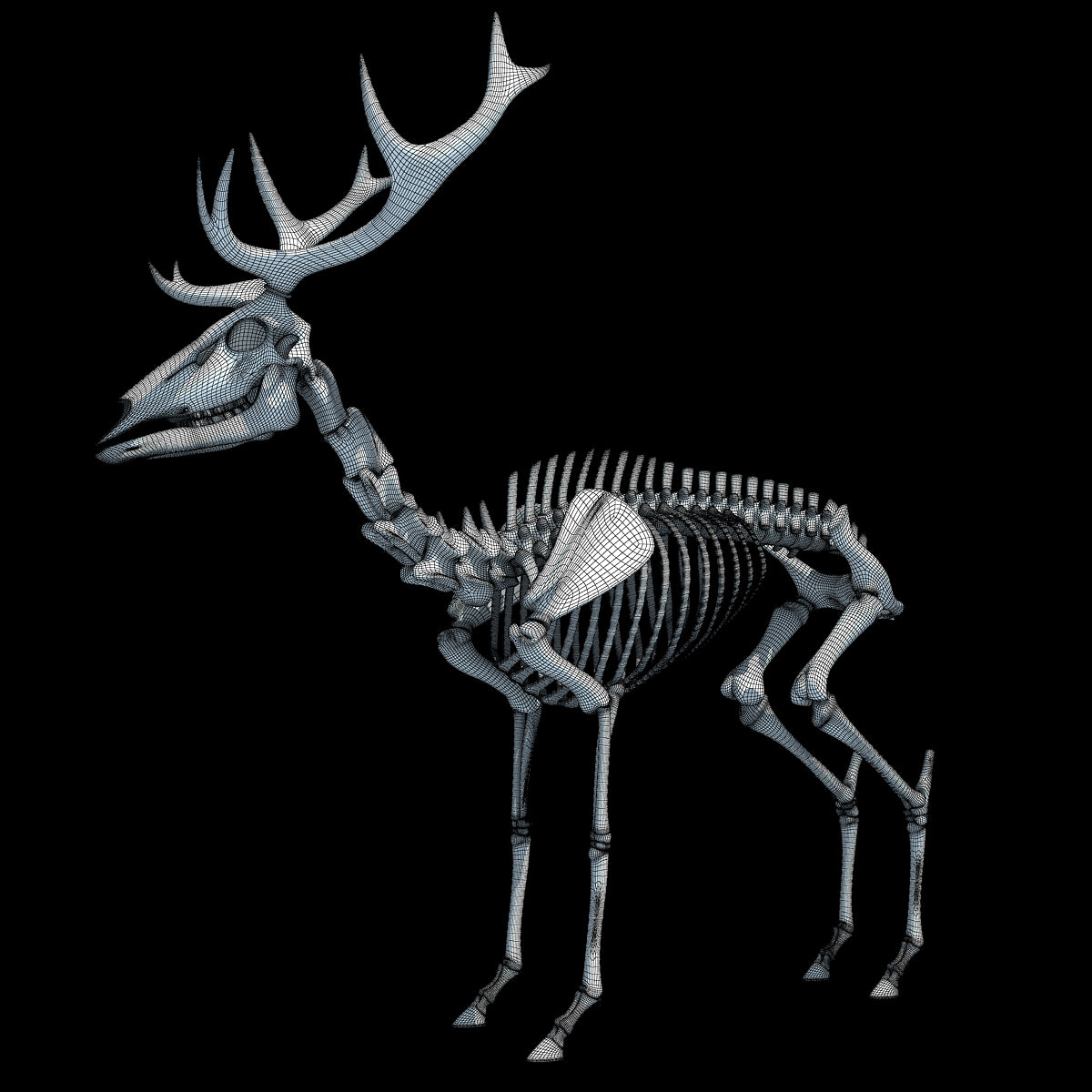 Deer Skeleton 3D Model