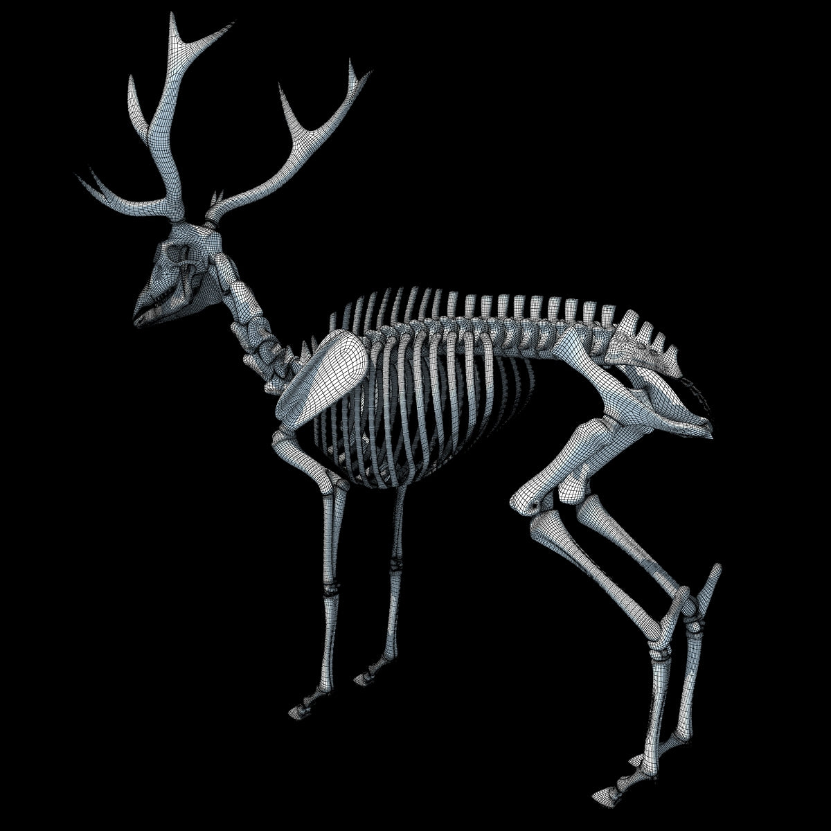 Deer Skeleton 3D Model