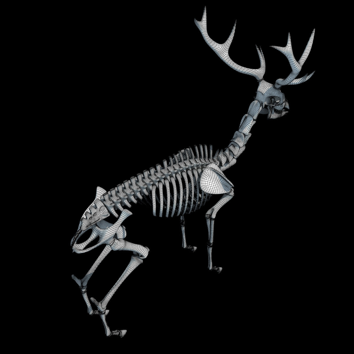 Deer Skeleton 3D Model