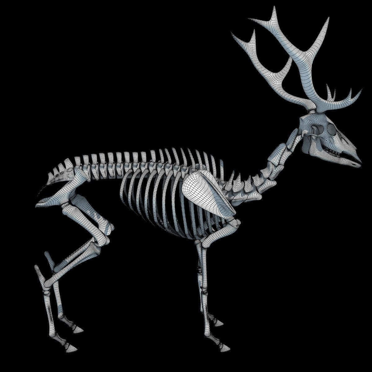 Deer Skeleton 3D Model